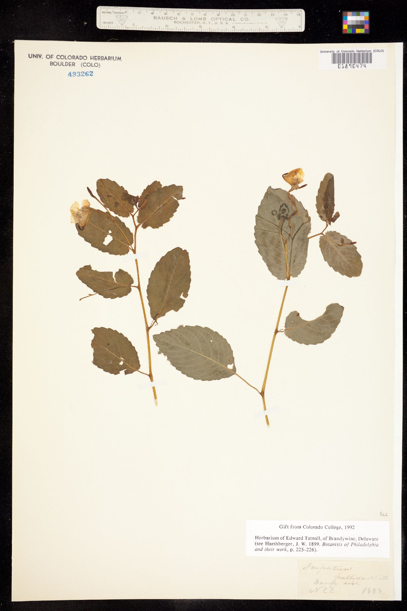 Impatiens pallida image