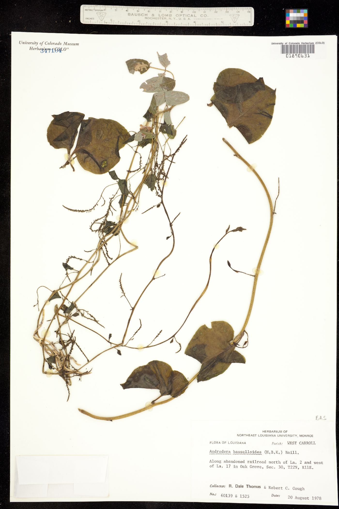 Basellaceae image