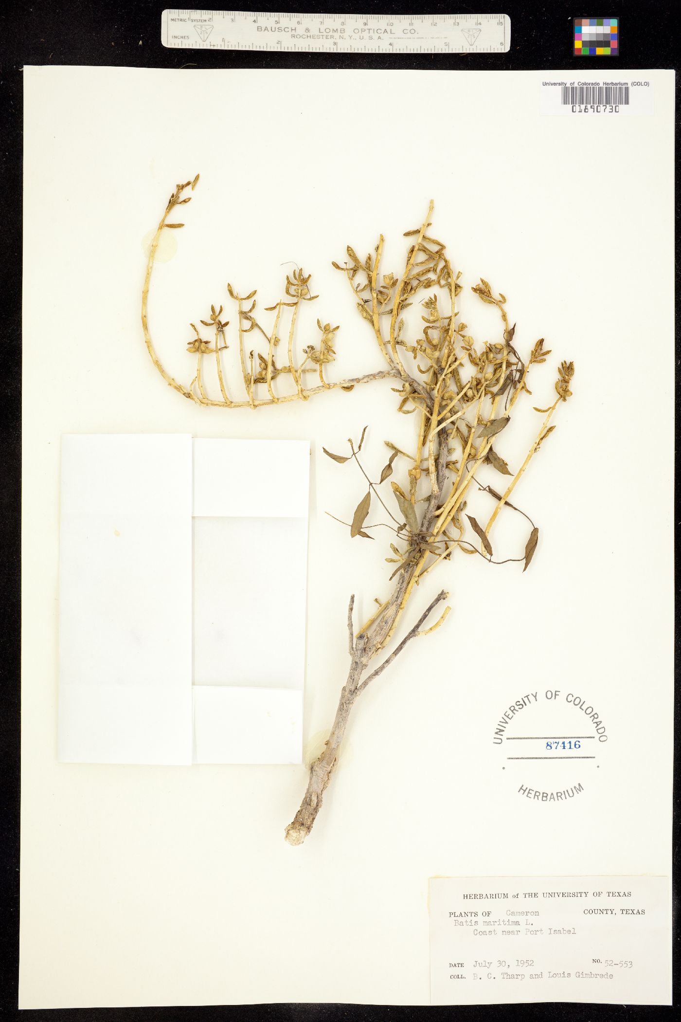 Batis maritima image