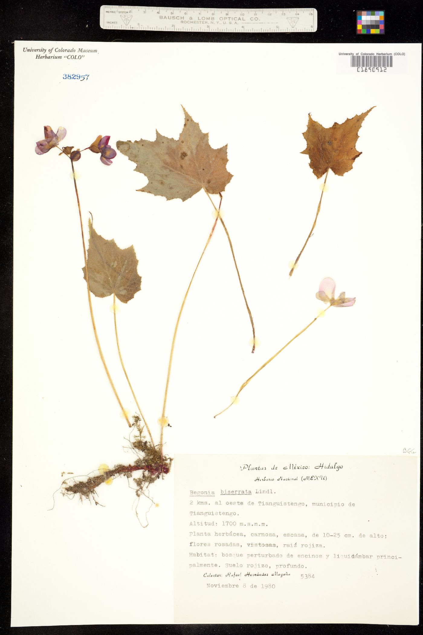 SEINet Portal Network - Begonia biserrata