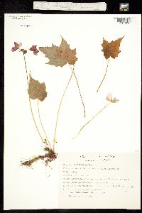 Begonia biserrata image
