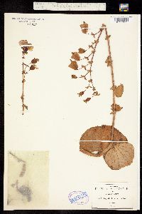 Begonia bicolor image
