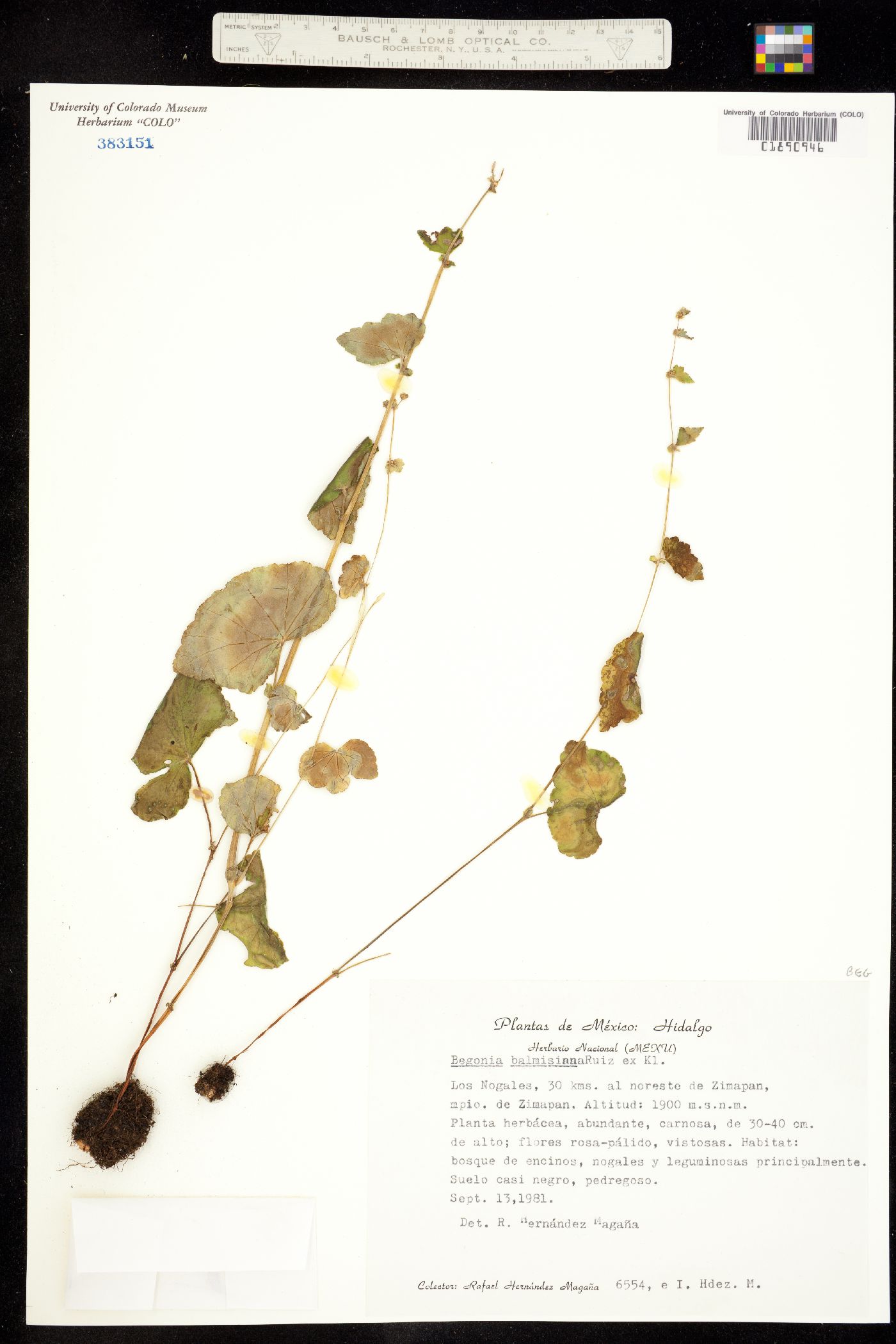 Begonia balmisiana image