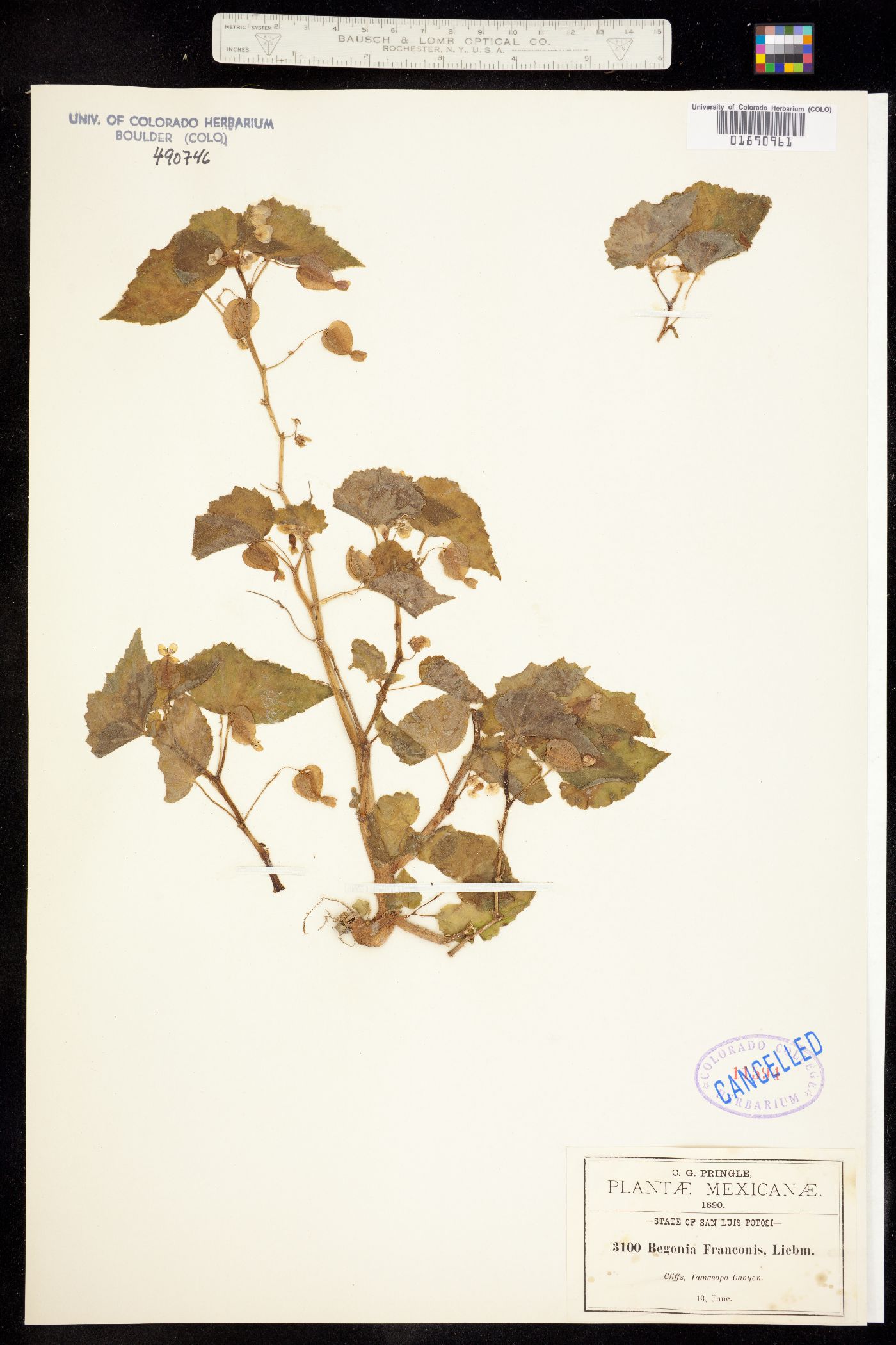 University of Colorado Museum of Natural History Herbarium Detailed  Collection Record Information