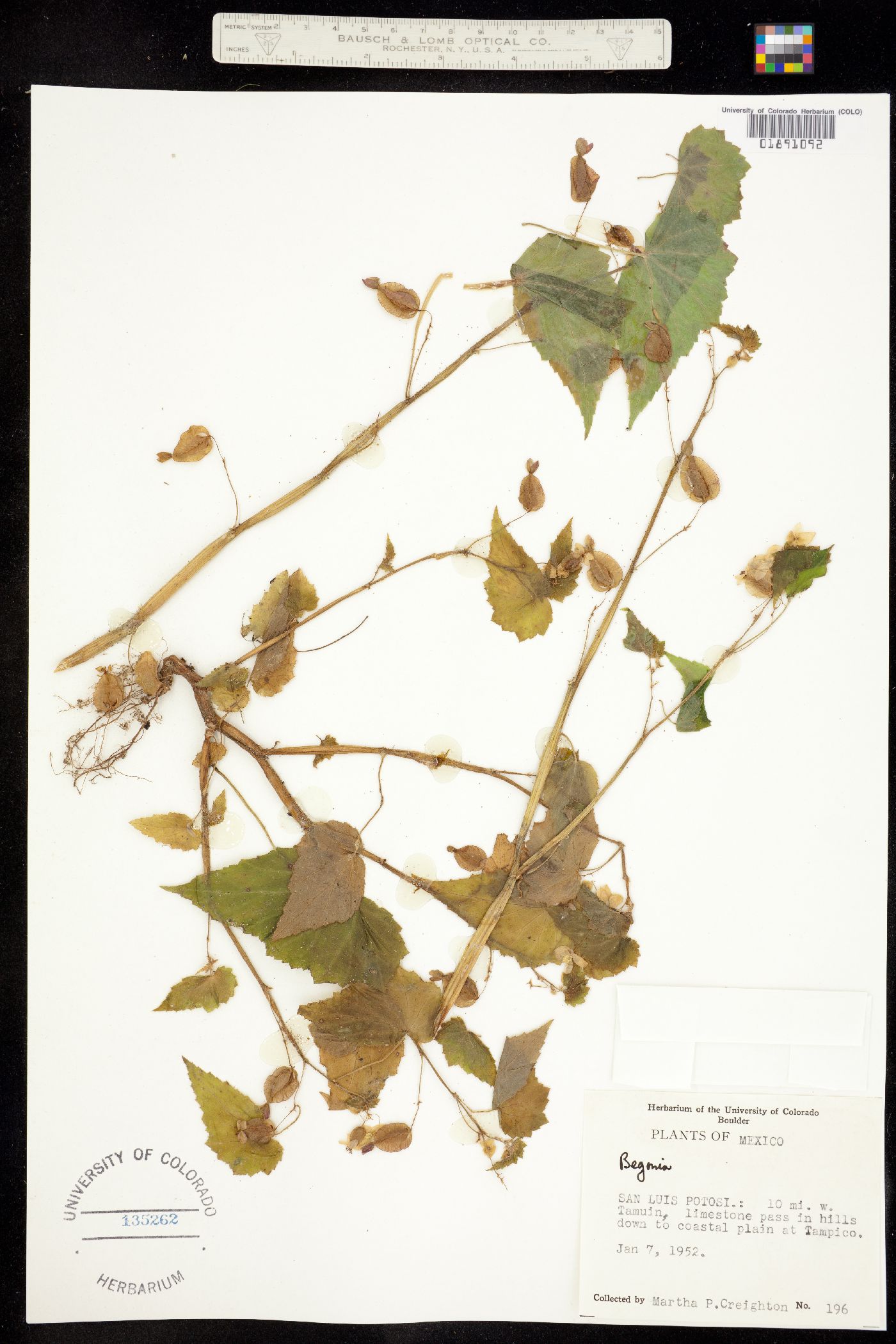 Begonia image