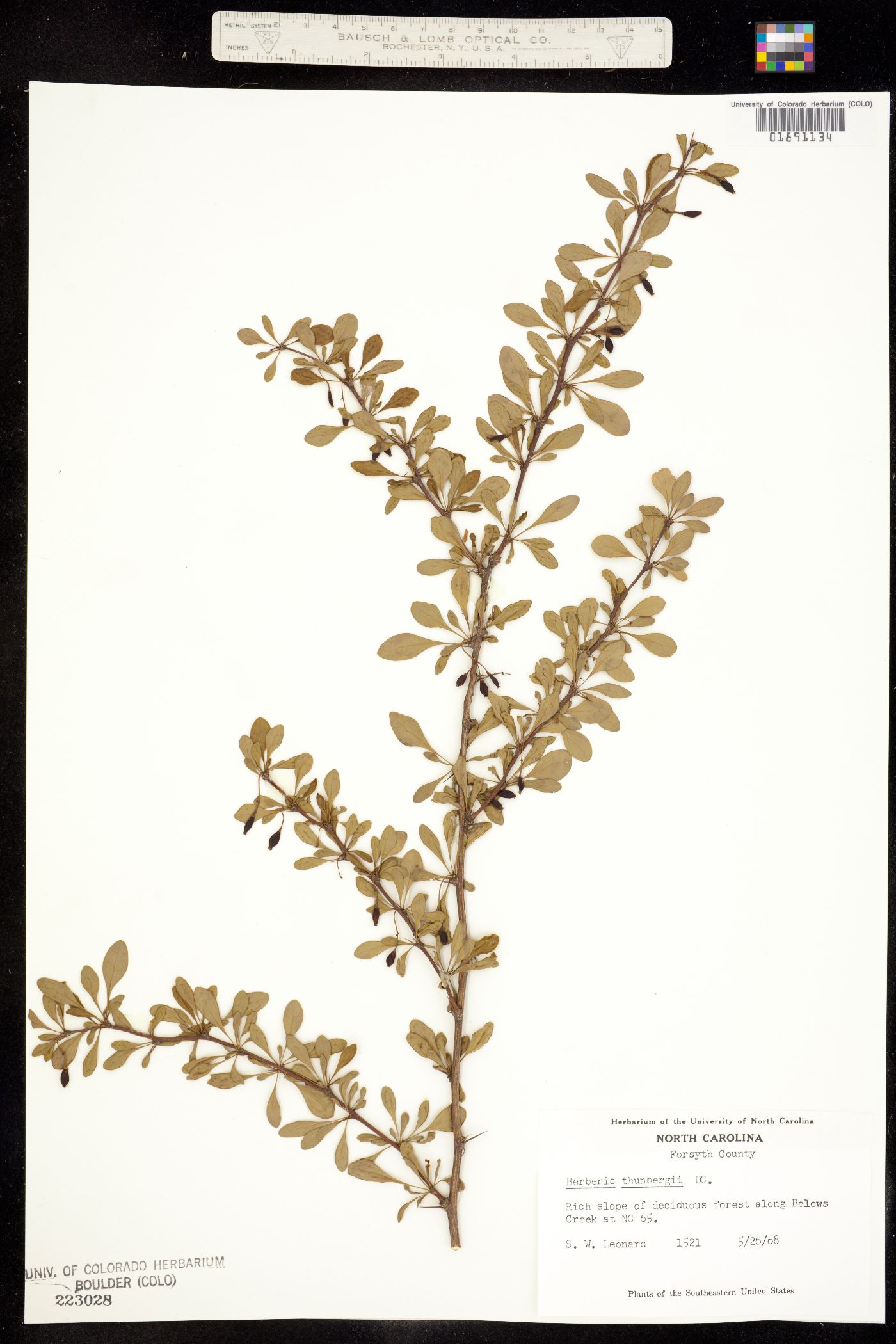 Berberis thunbergii image