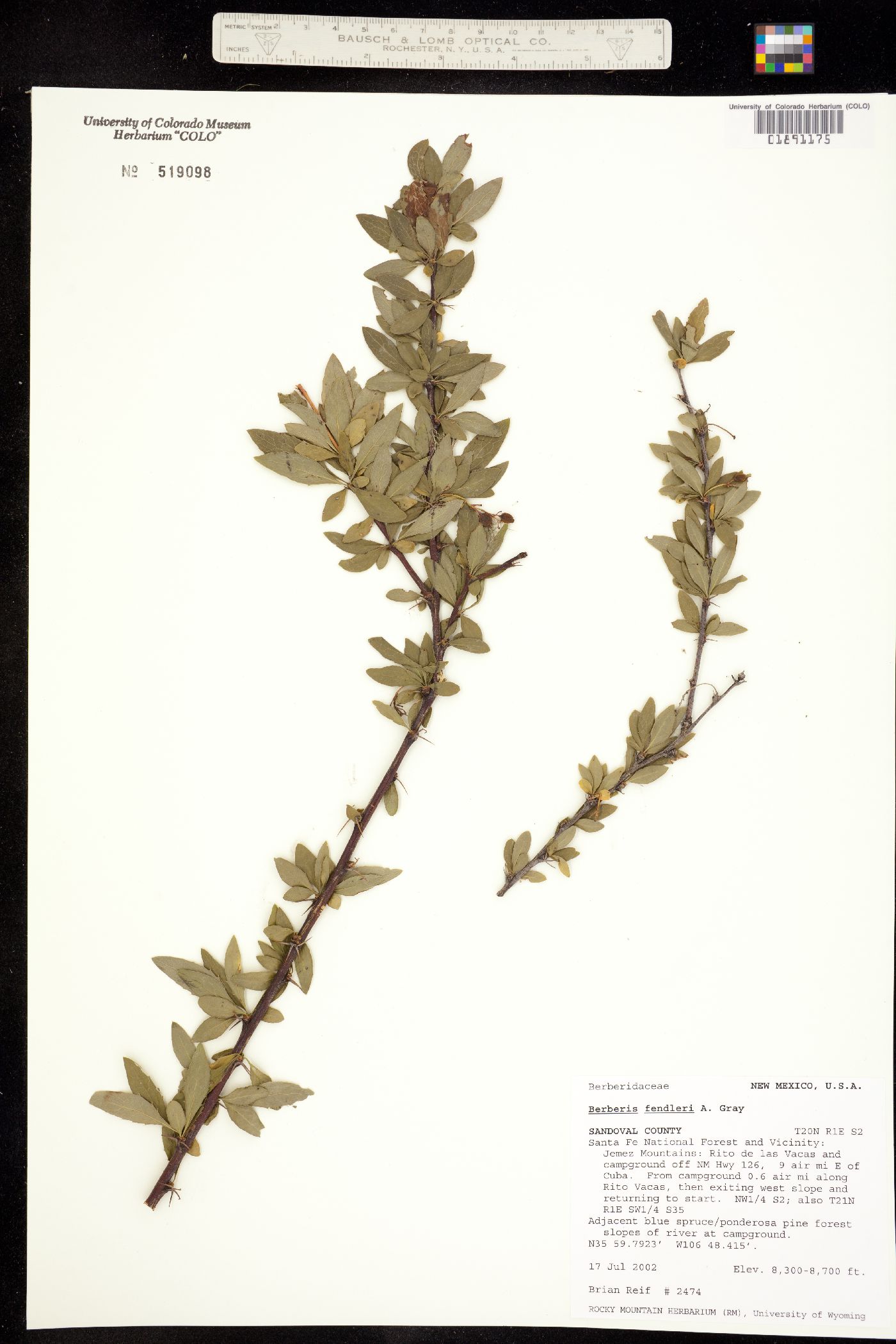 Berberis fendleri image