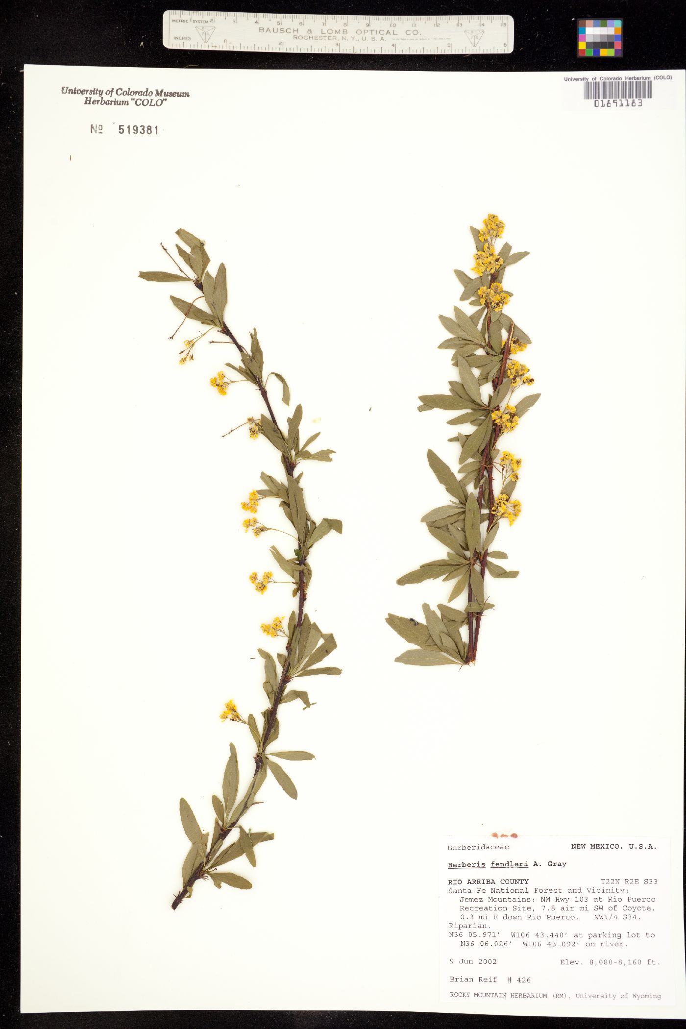 Berberis fendleri image
