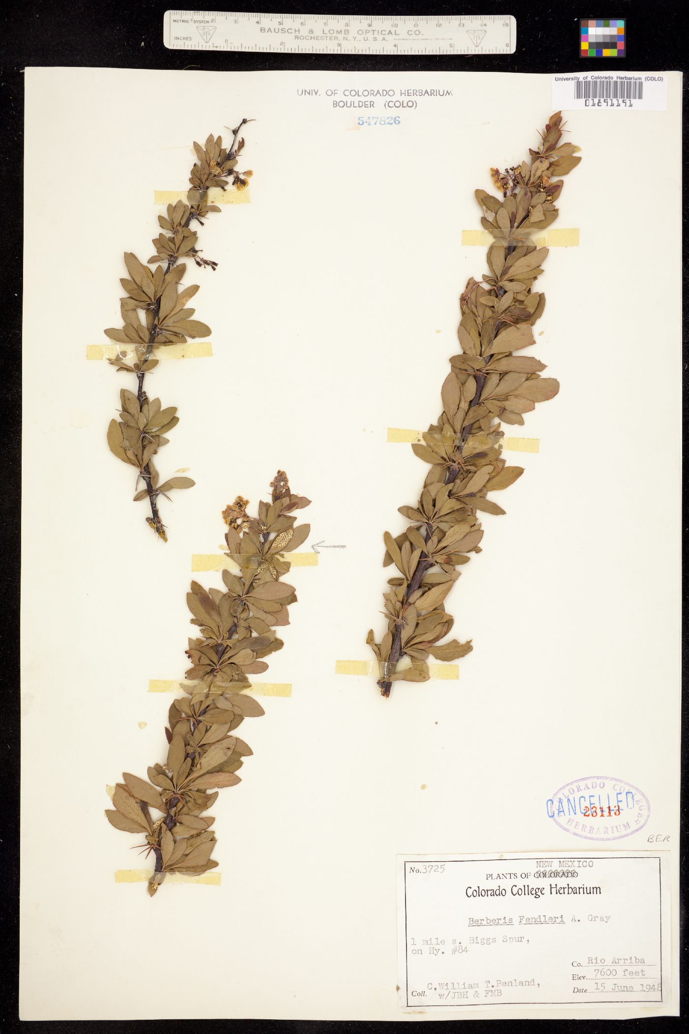Berberis fendleri image