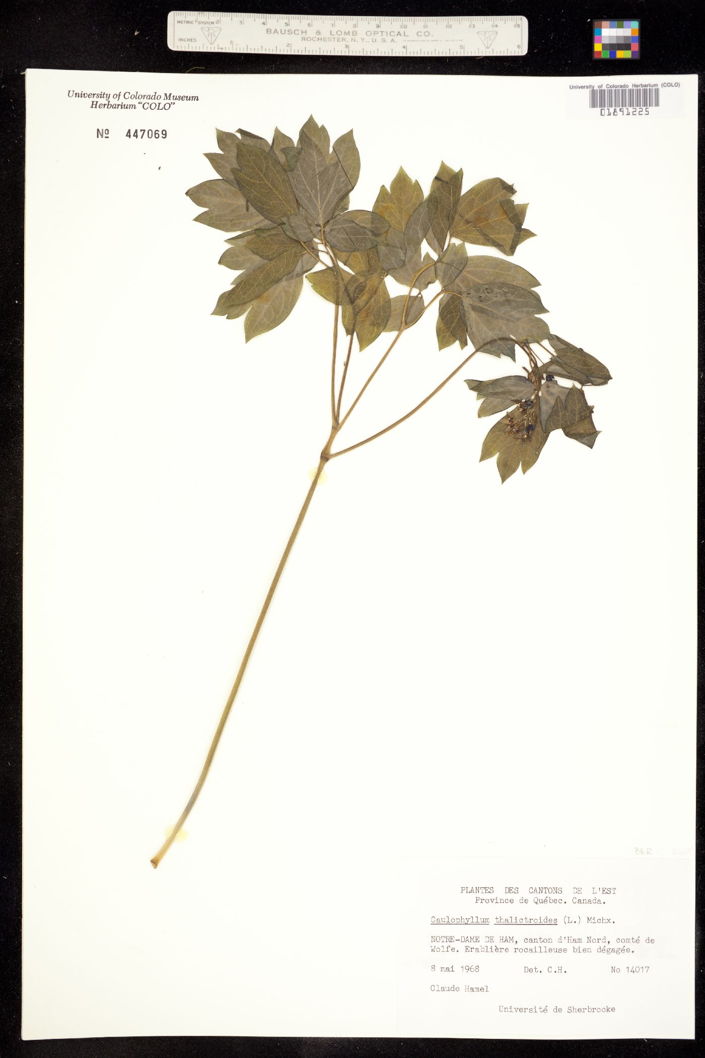 Caulophyllum image