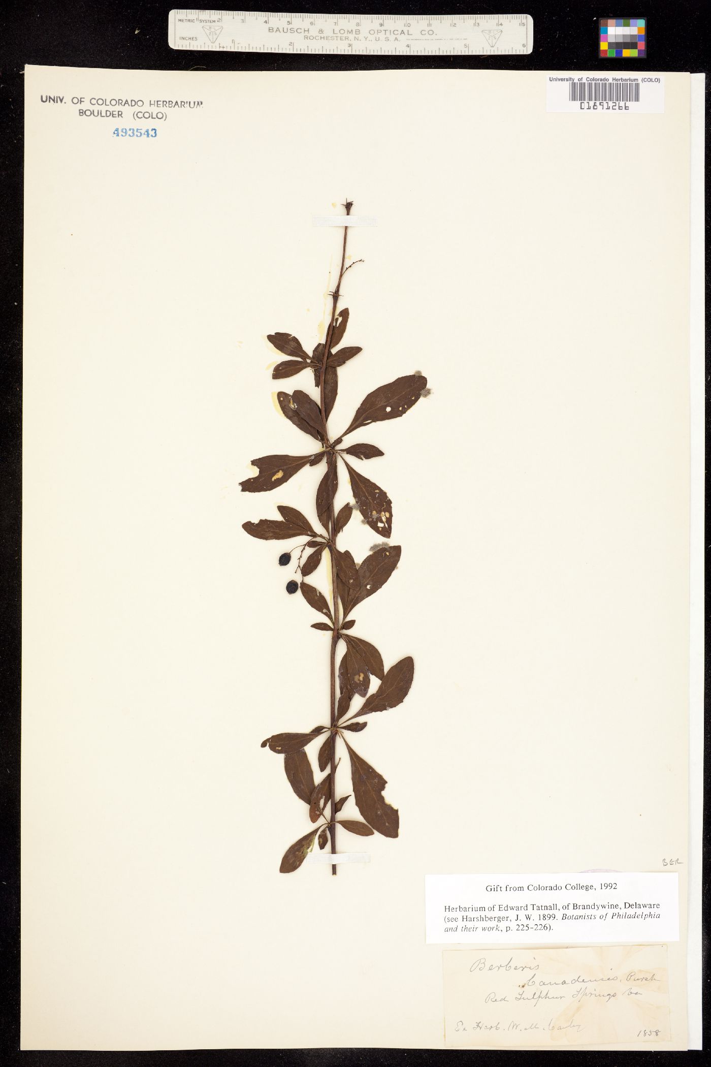 Berberis canadensis image