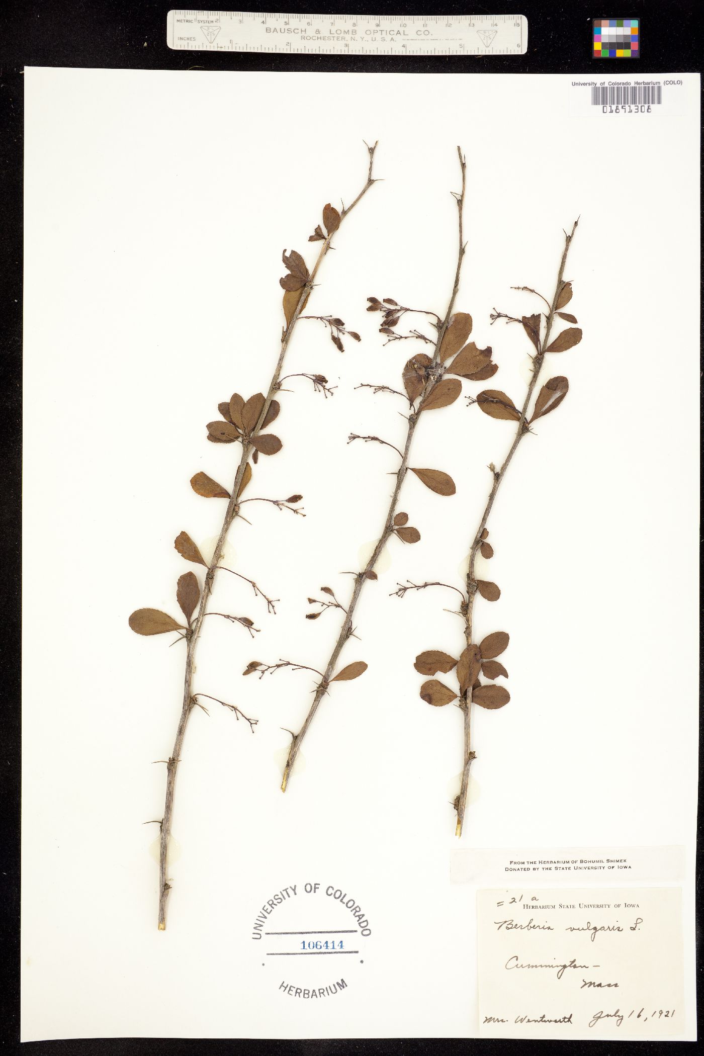 Berberis vulgaris image