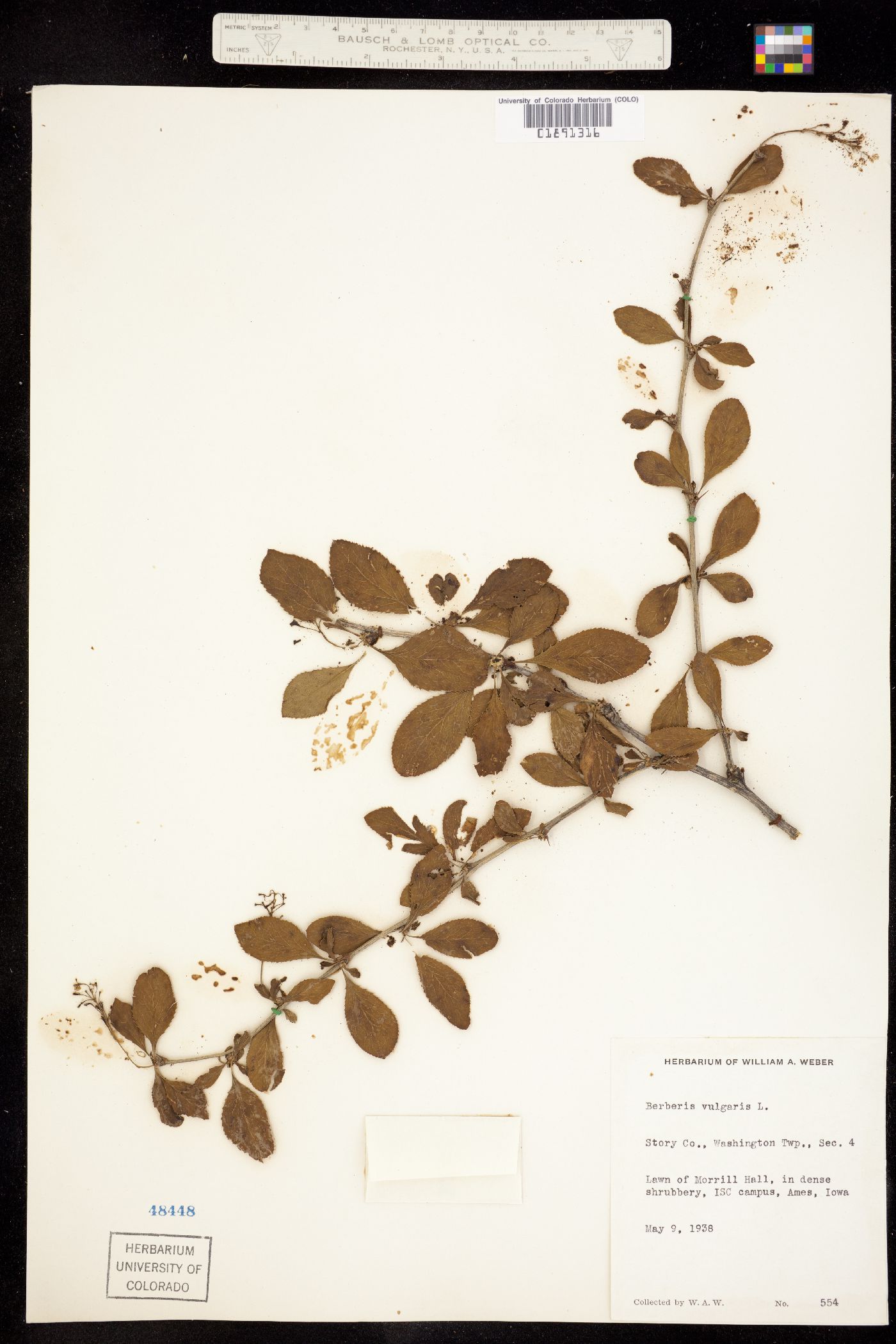 Berberis vulgaris image