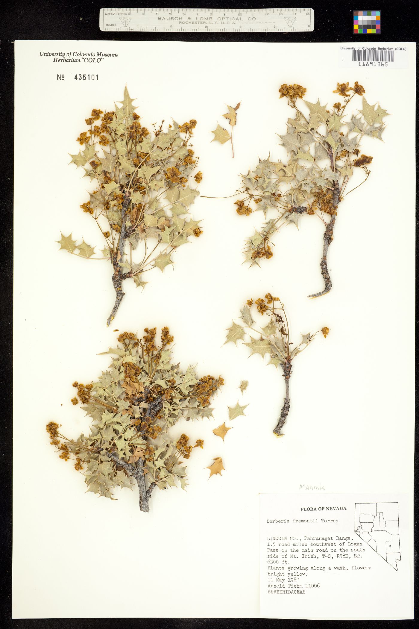 Berberis fremontii image