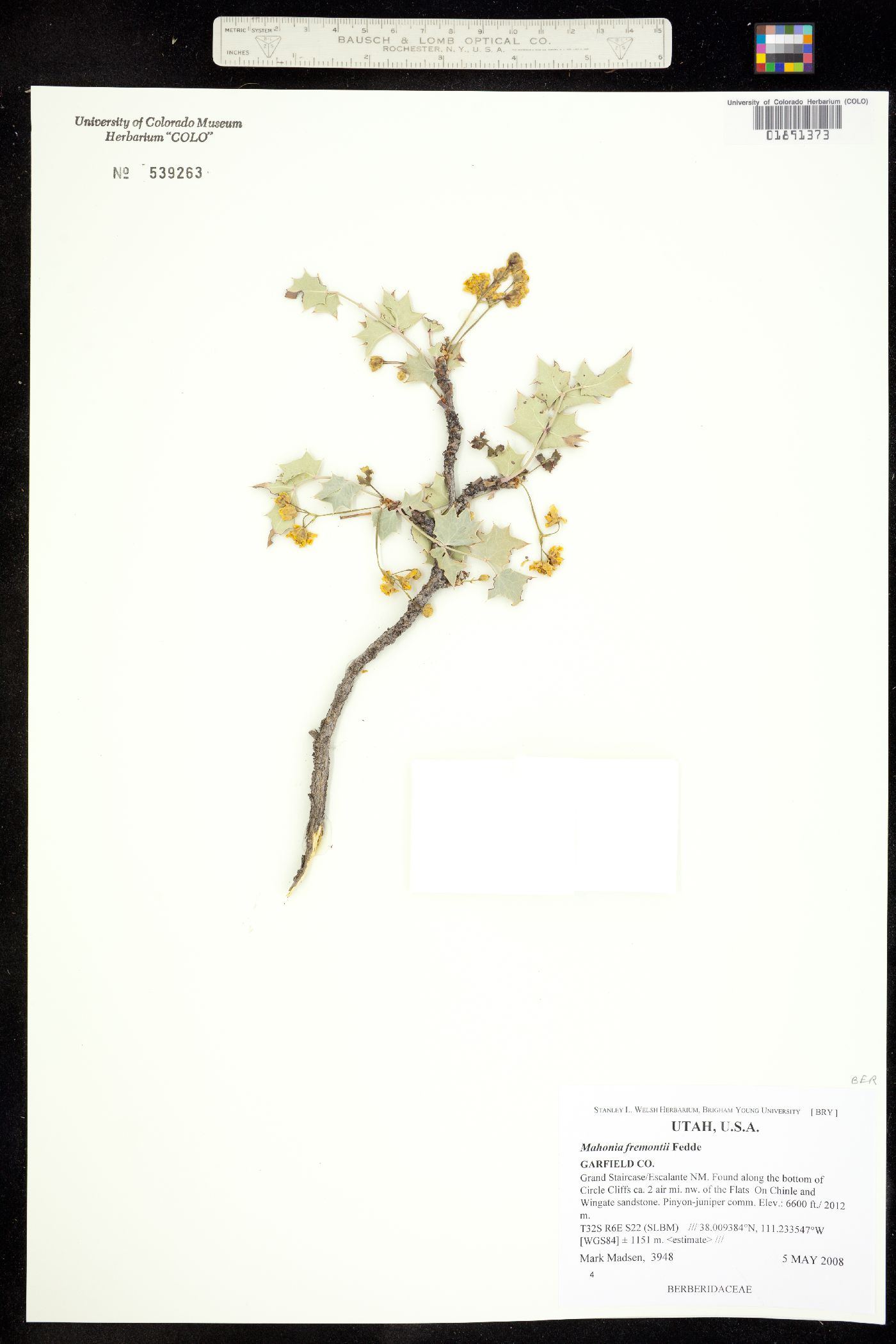 Berberis fremontii image