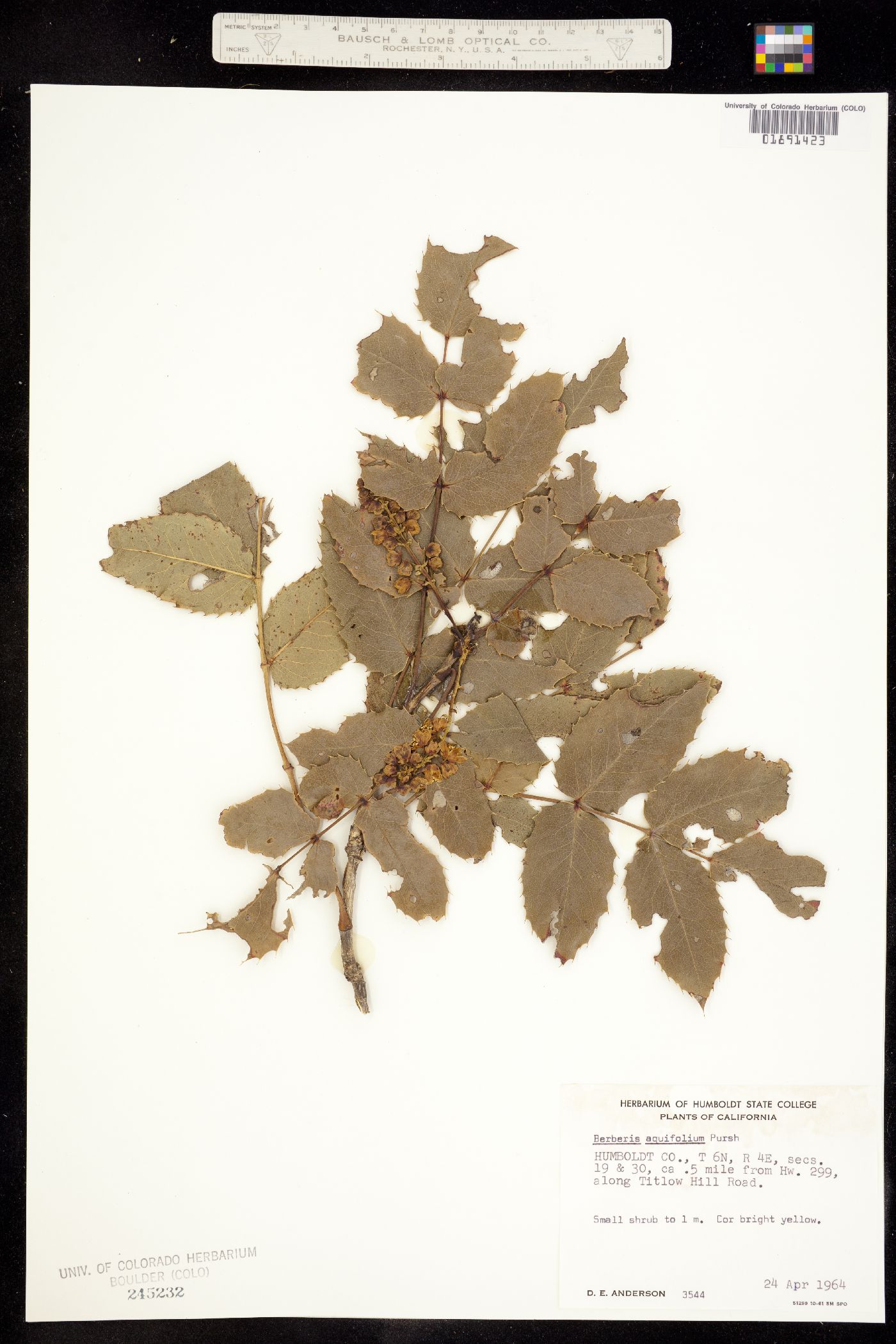 Berberis aquifolium image