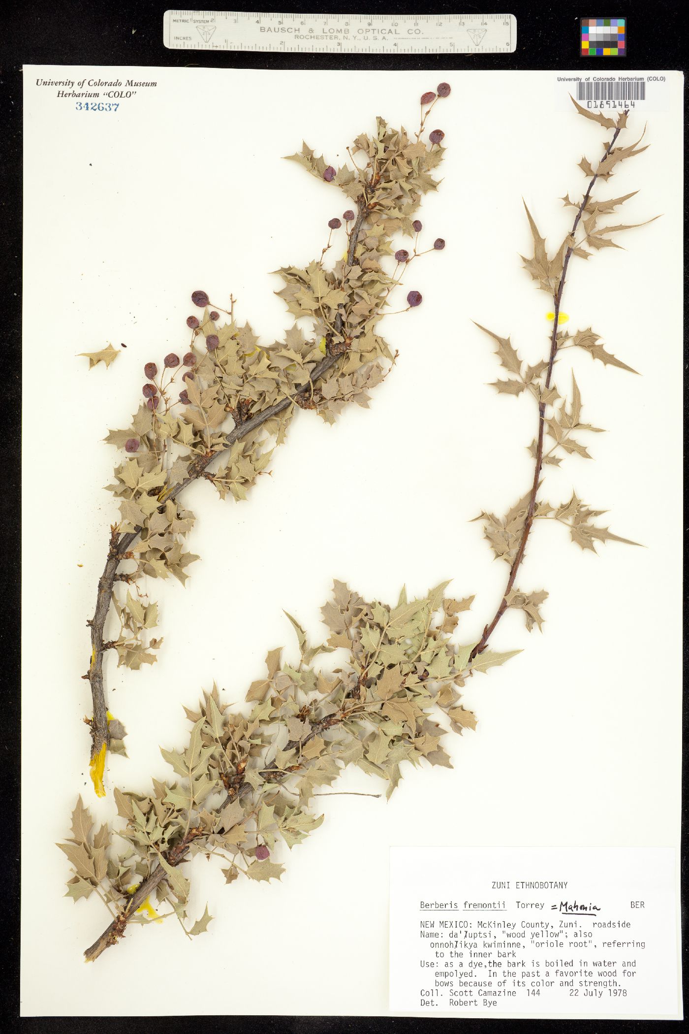 Berberis fremontii image