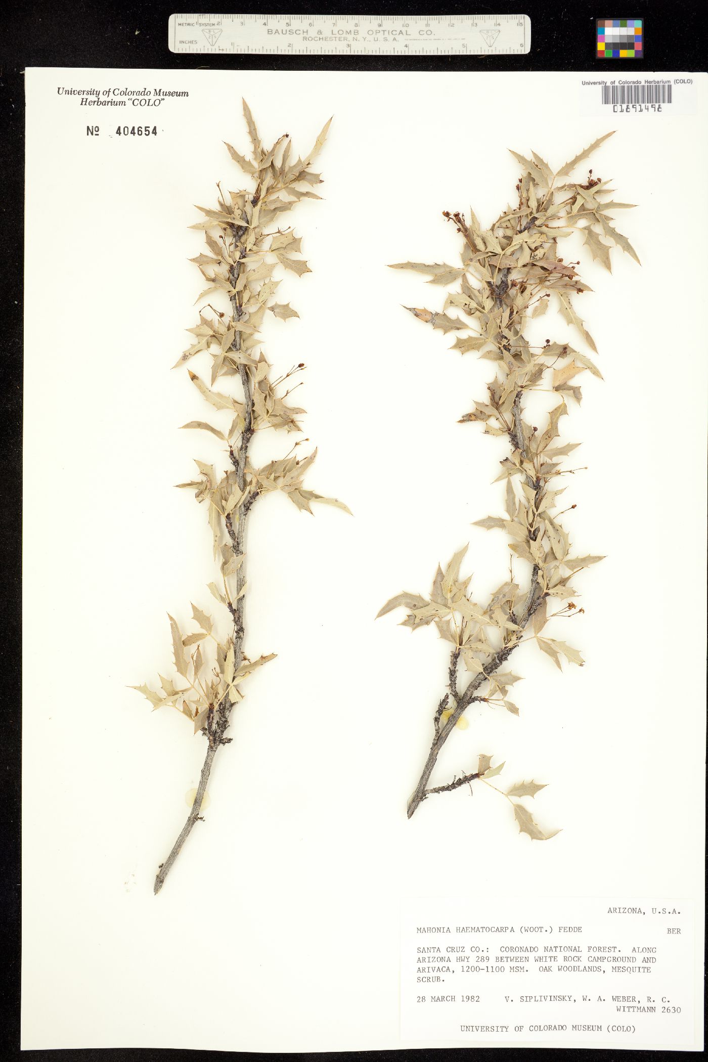 Berberis haematocarpa image