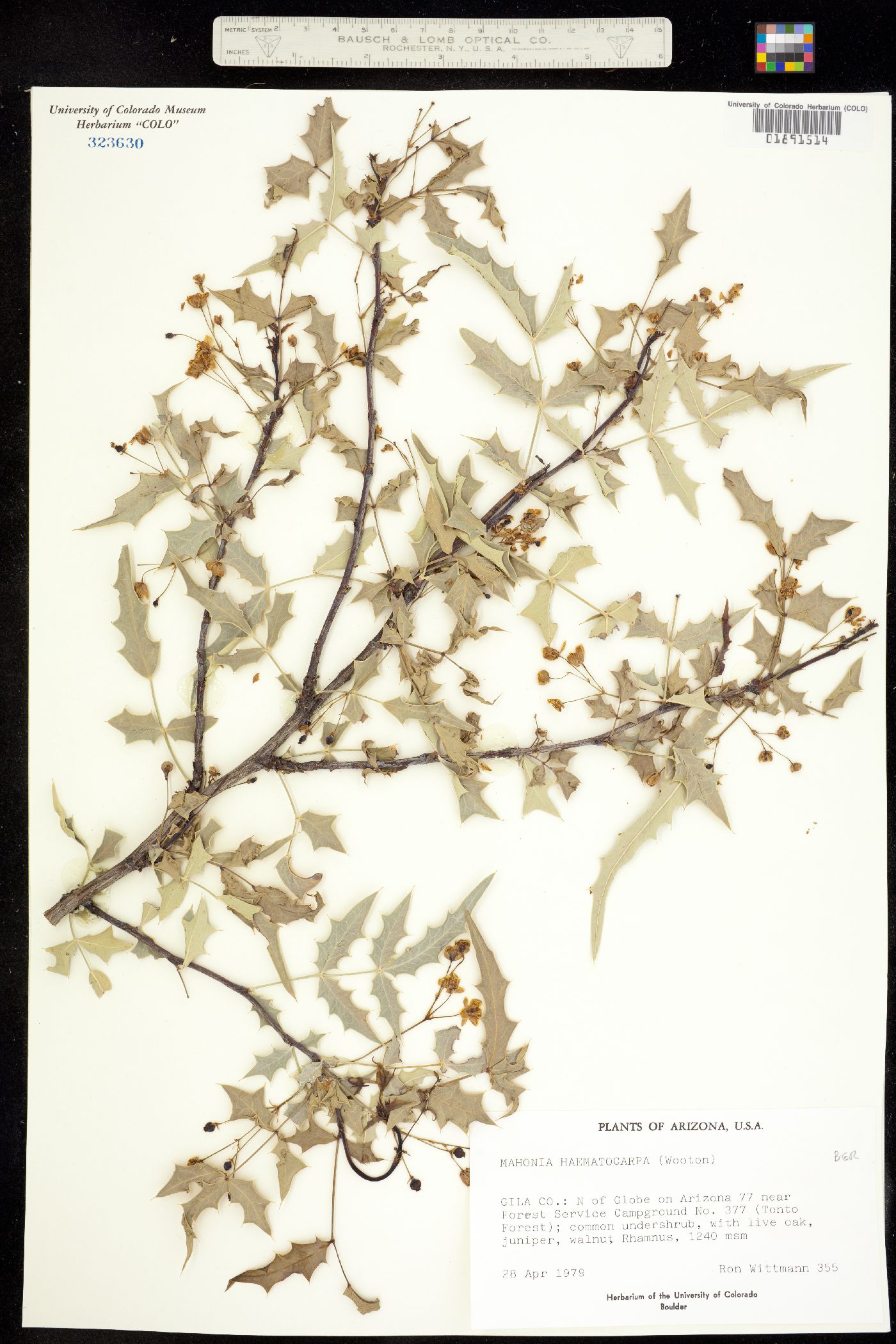 Berberis haematocarpa image