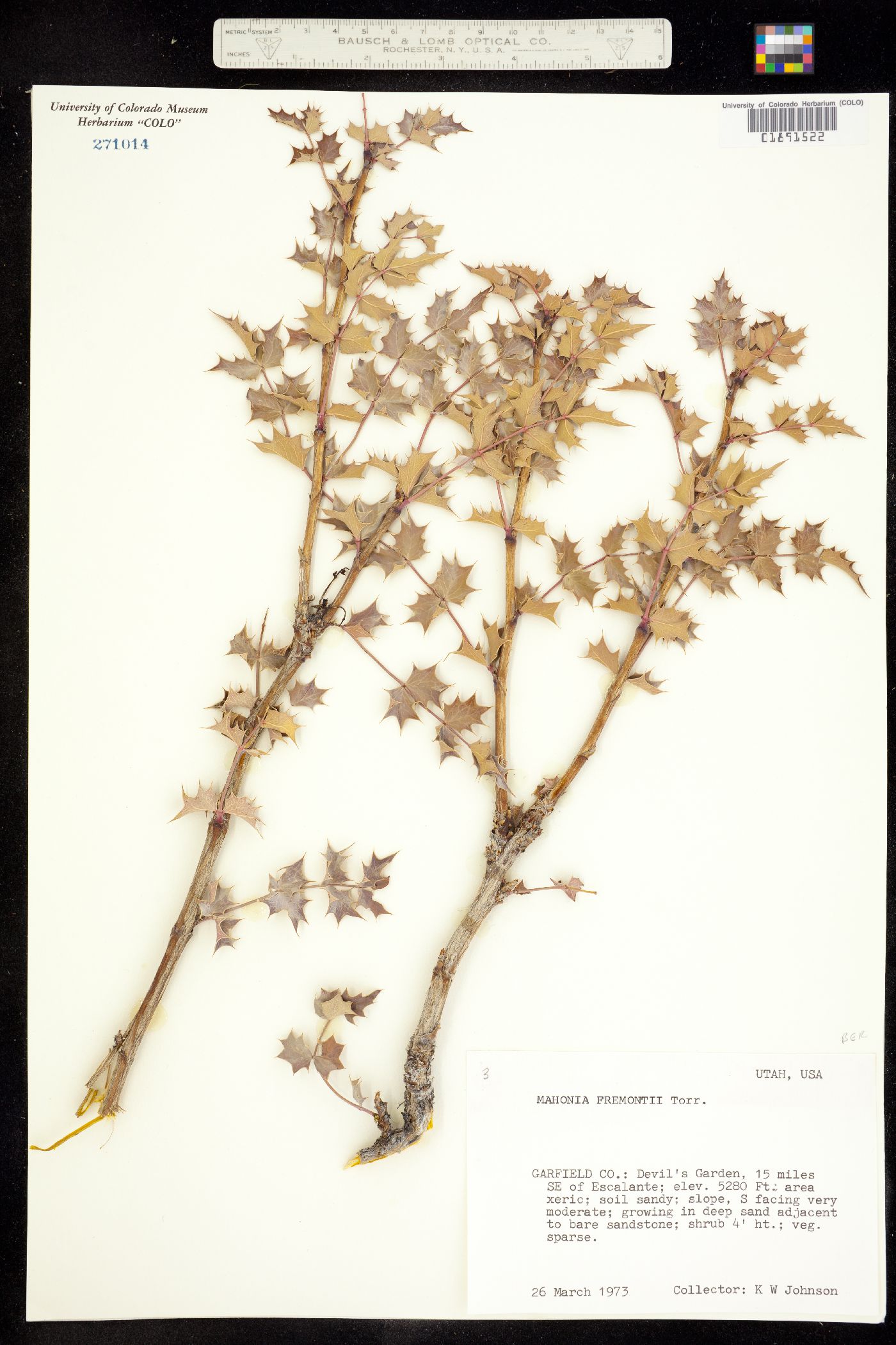 Berberis fremontii image