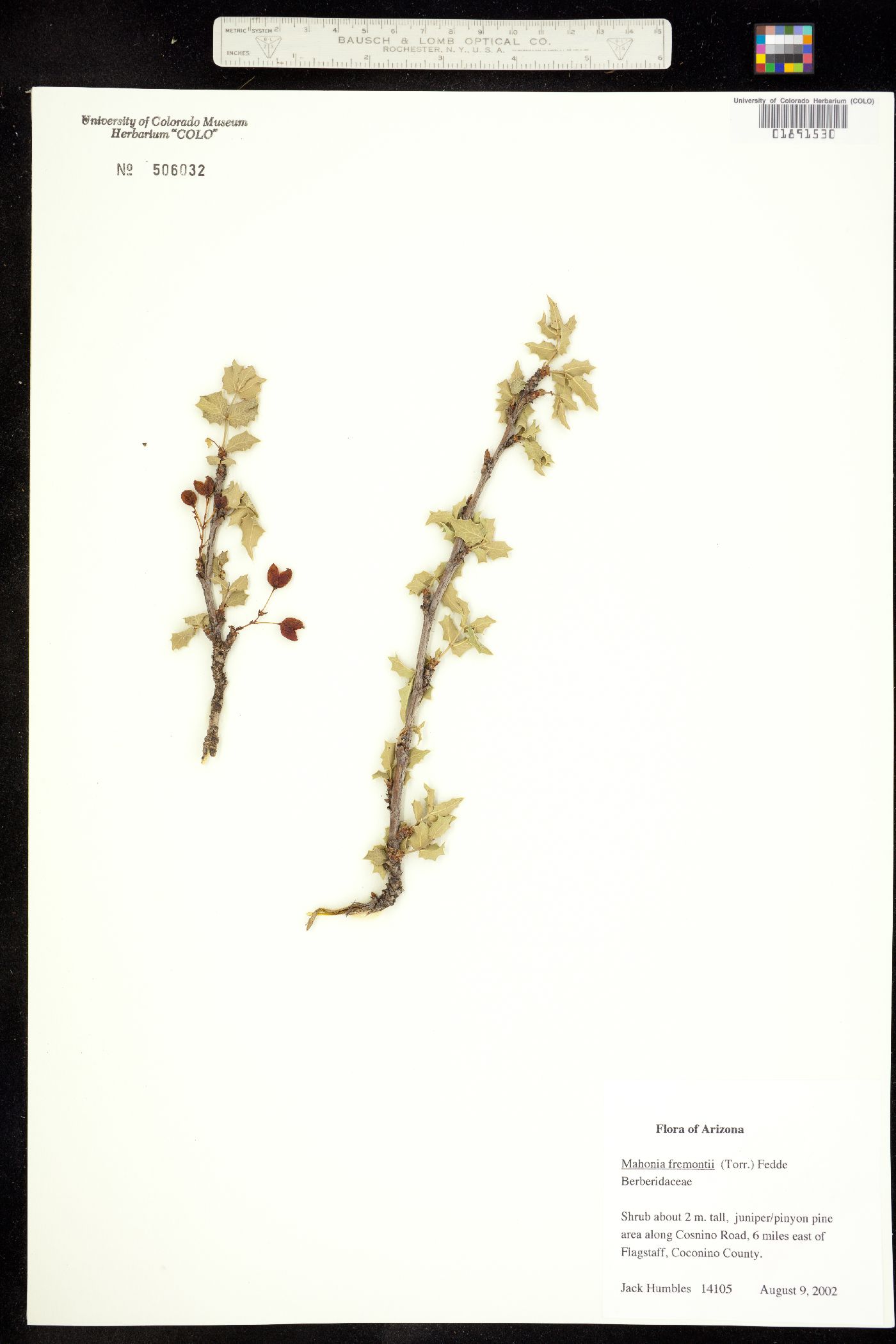 Berberis fremontii image