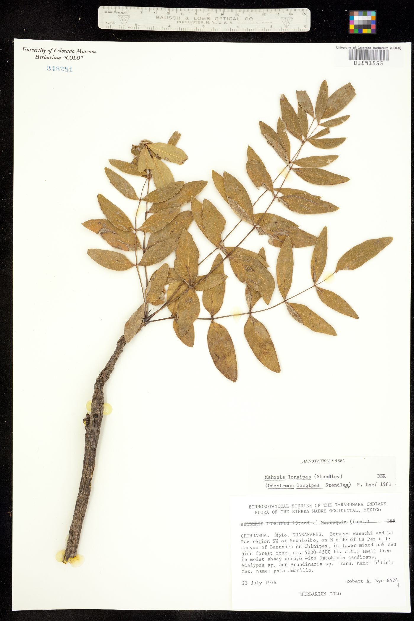 Alloberberis longipes image