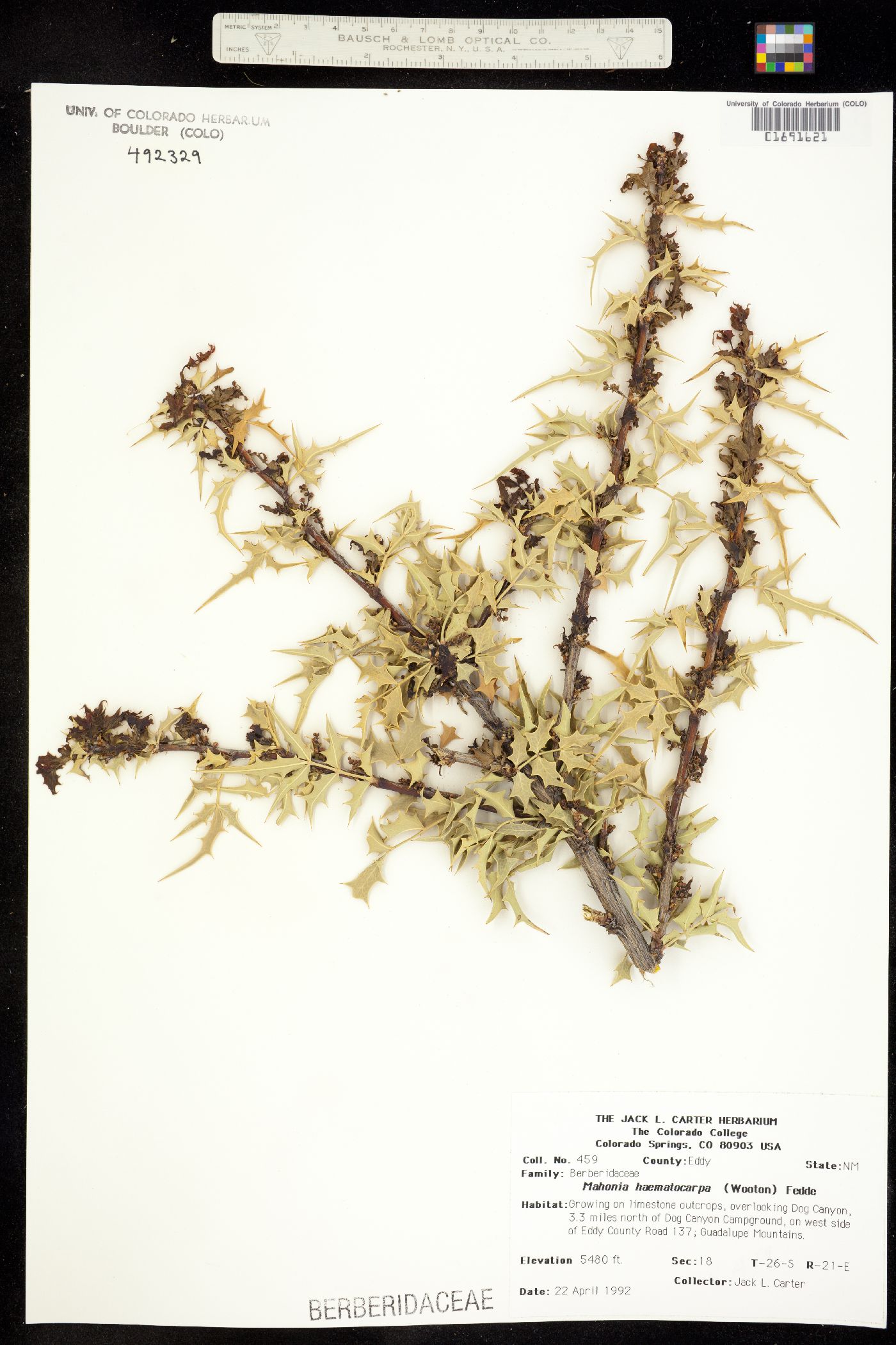 Berberis haematocarpa image