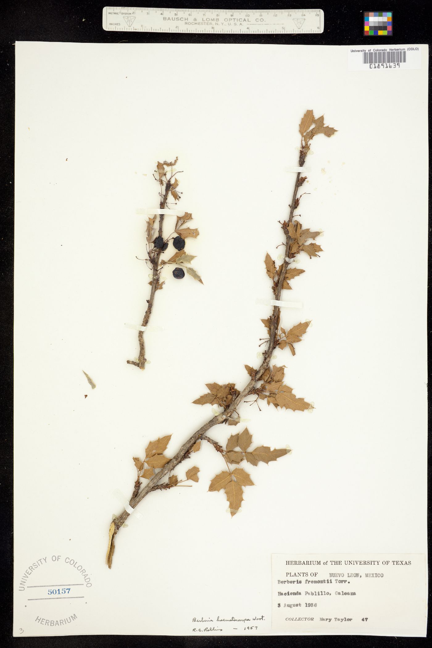 Berberis haematocarpa image