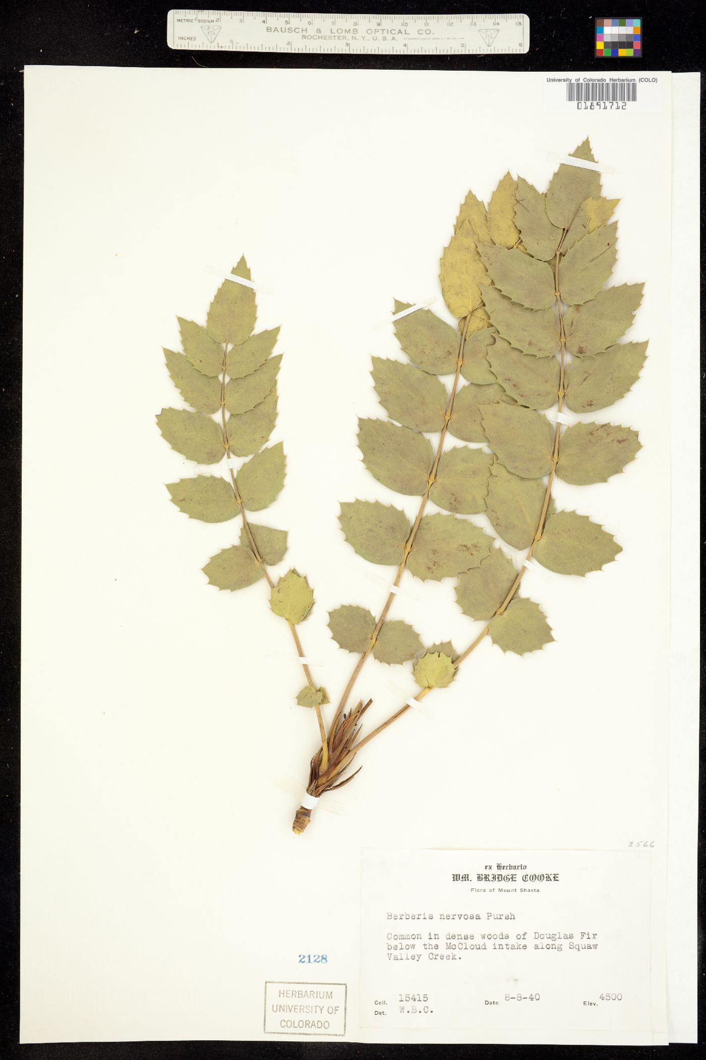 Berberis nervosa image