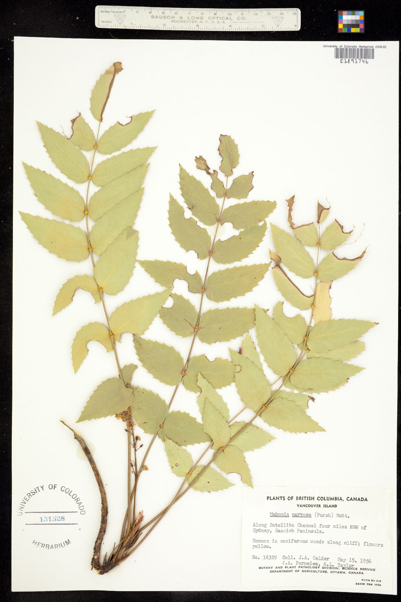 Berberis nervosa image
