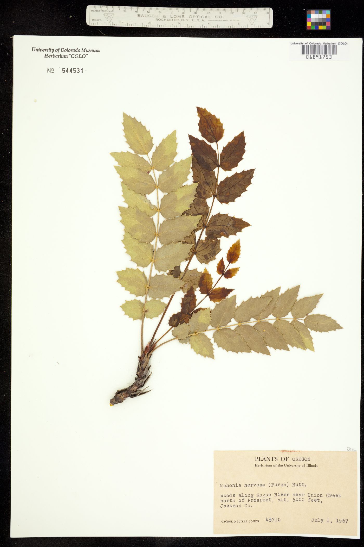 Berberis nervosa image