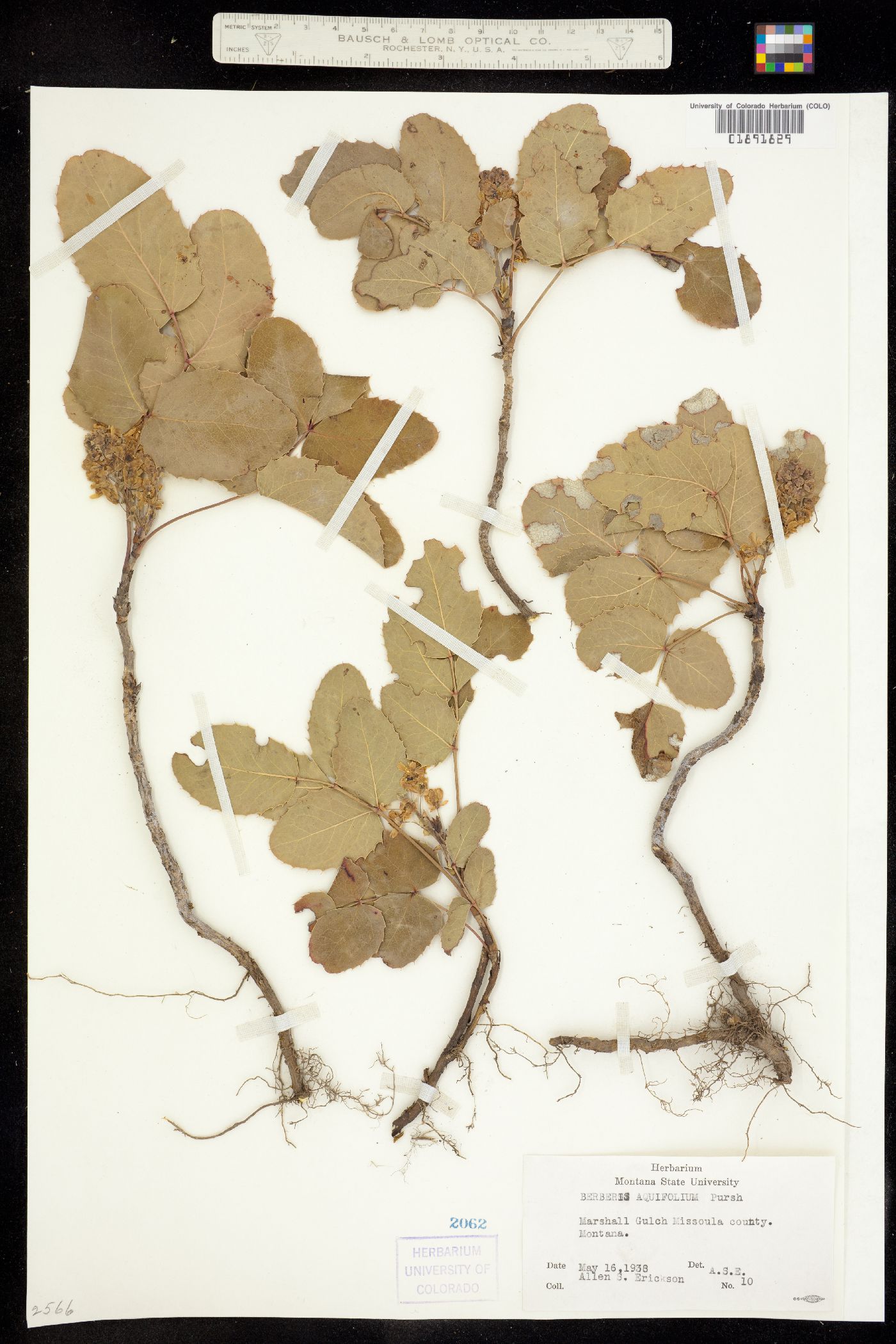 Berberis repens image
