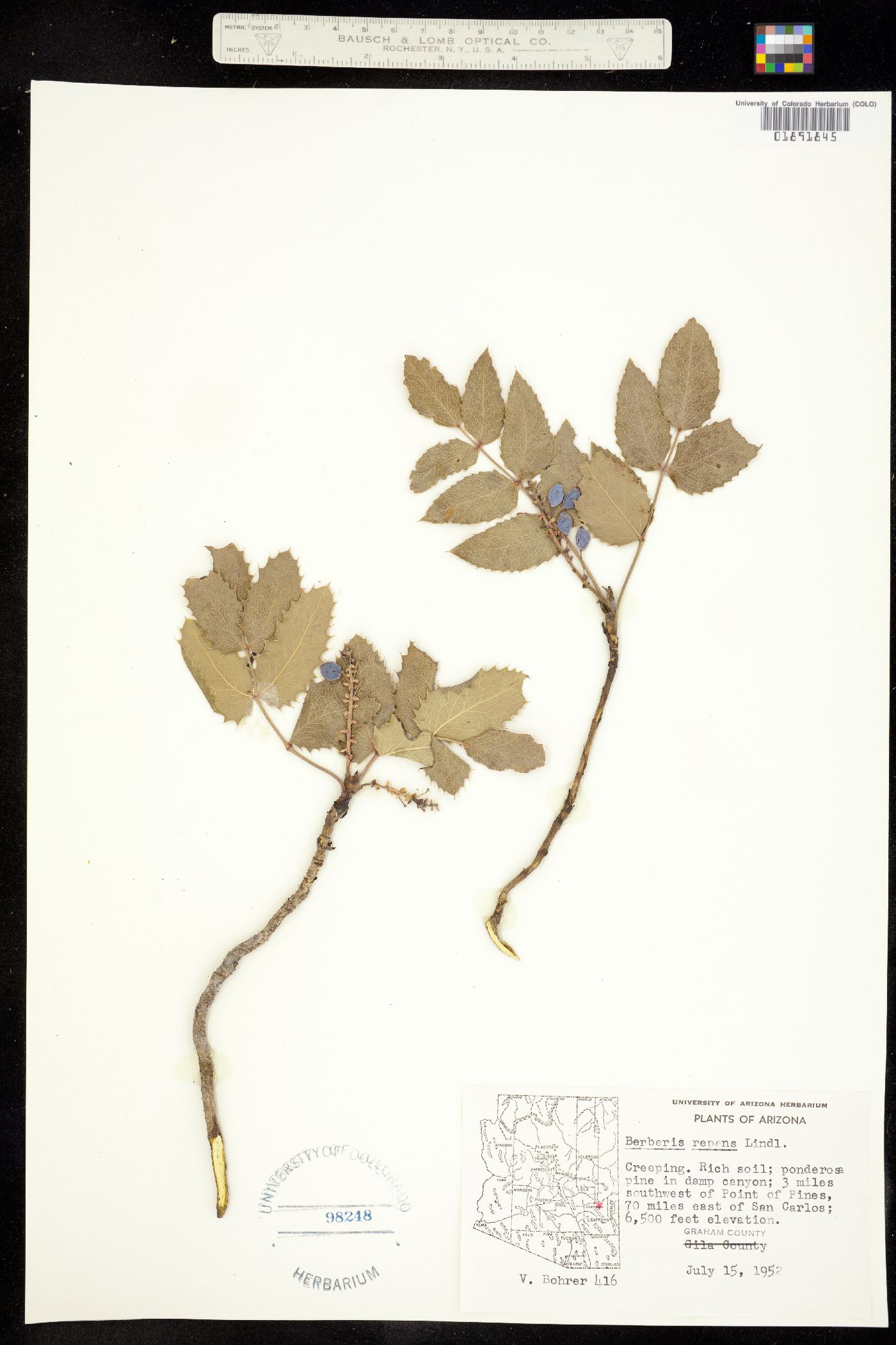 Berberis repens image