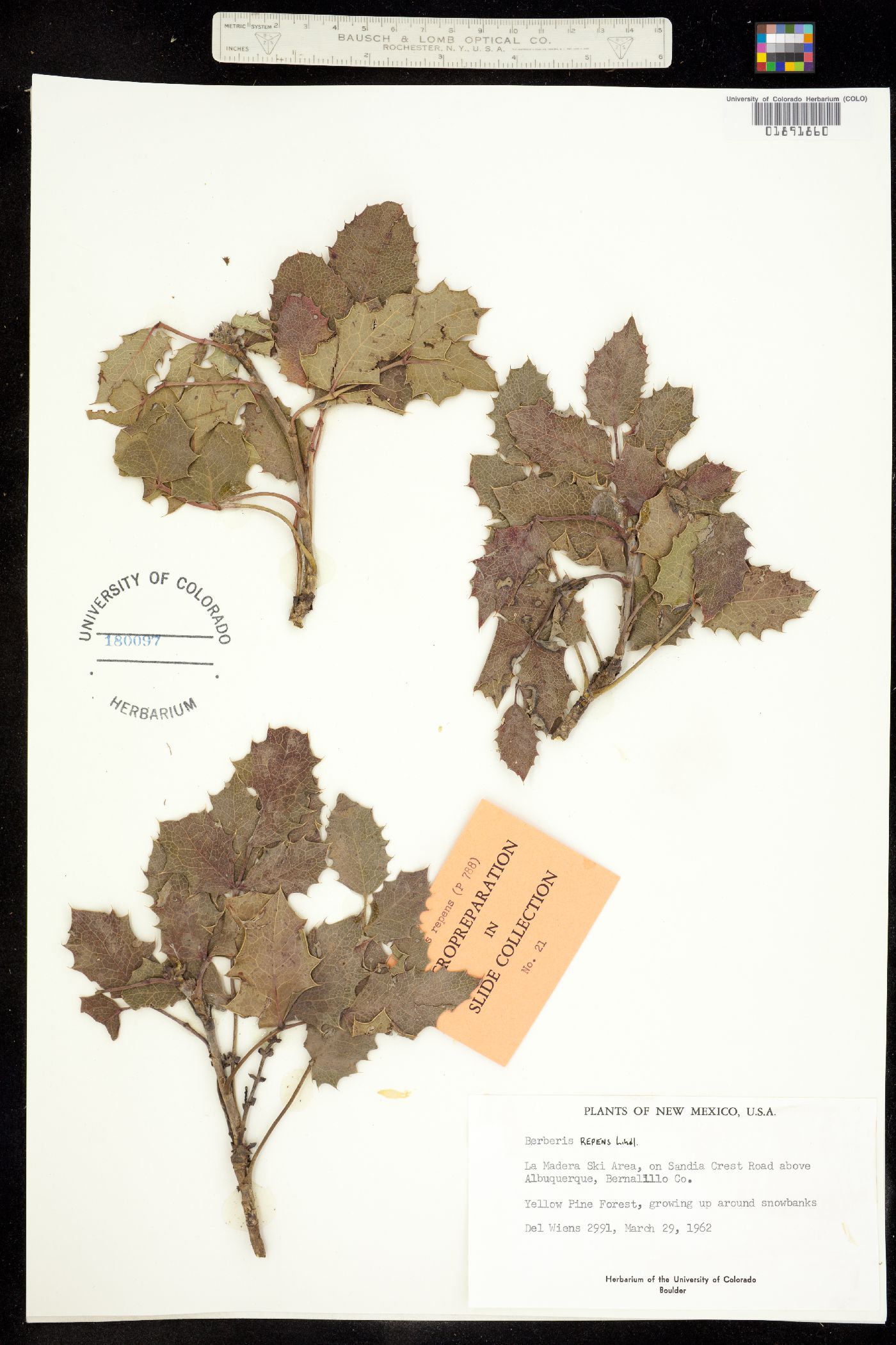 Berberis repens image