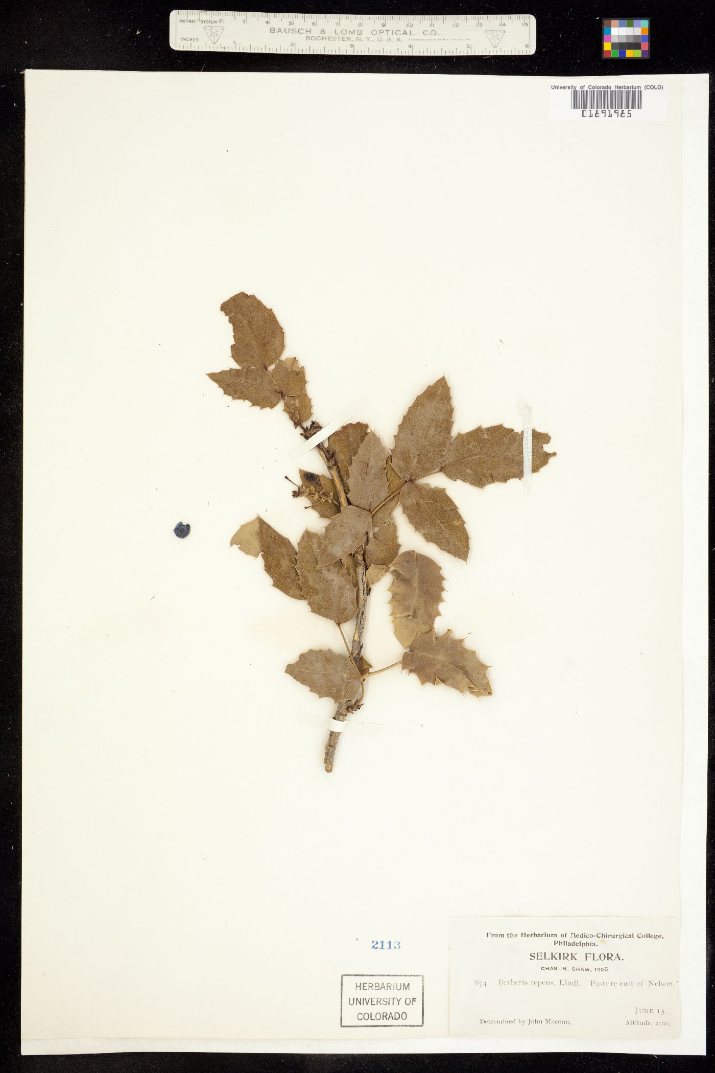 Berberis image
