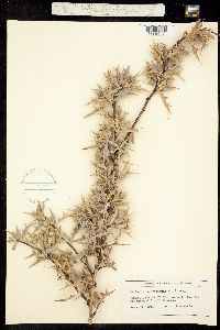 Berberis trifoliolata image