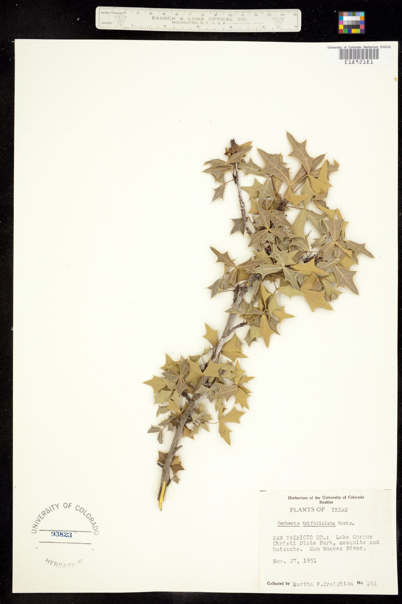 Berberis trifoliolata image