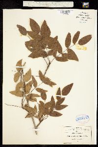 Mahonia gracilis image