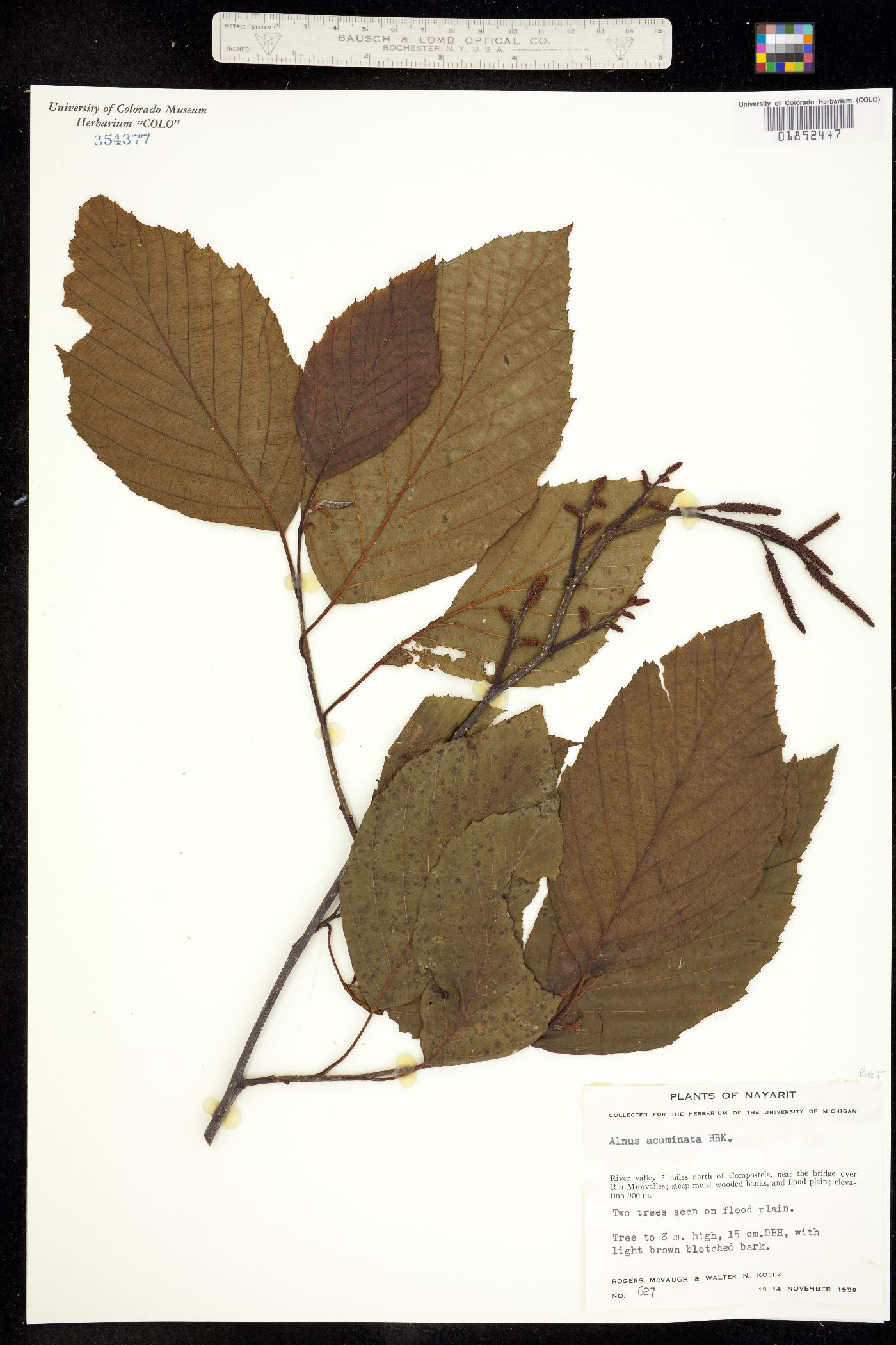 Alnus acuminata image