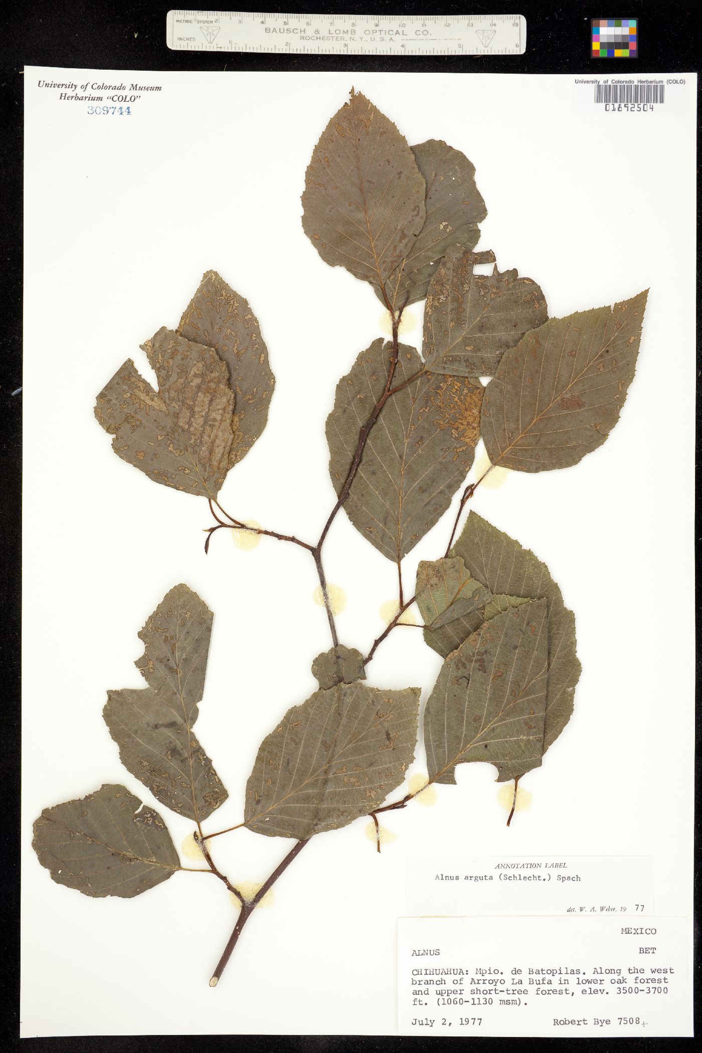Alnus arguta image