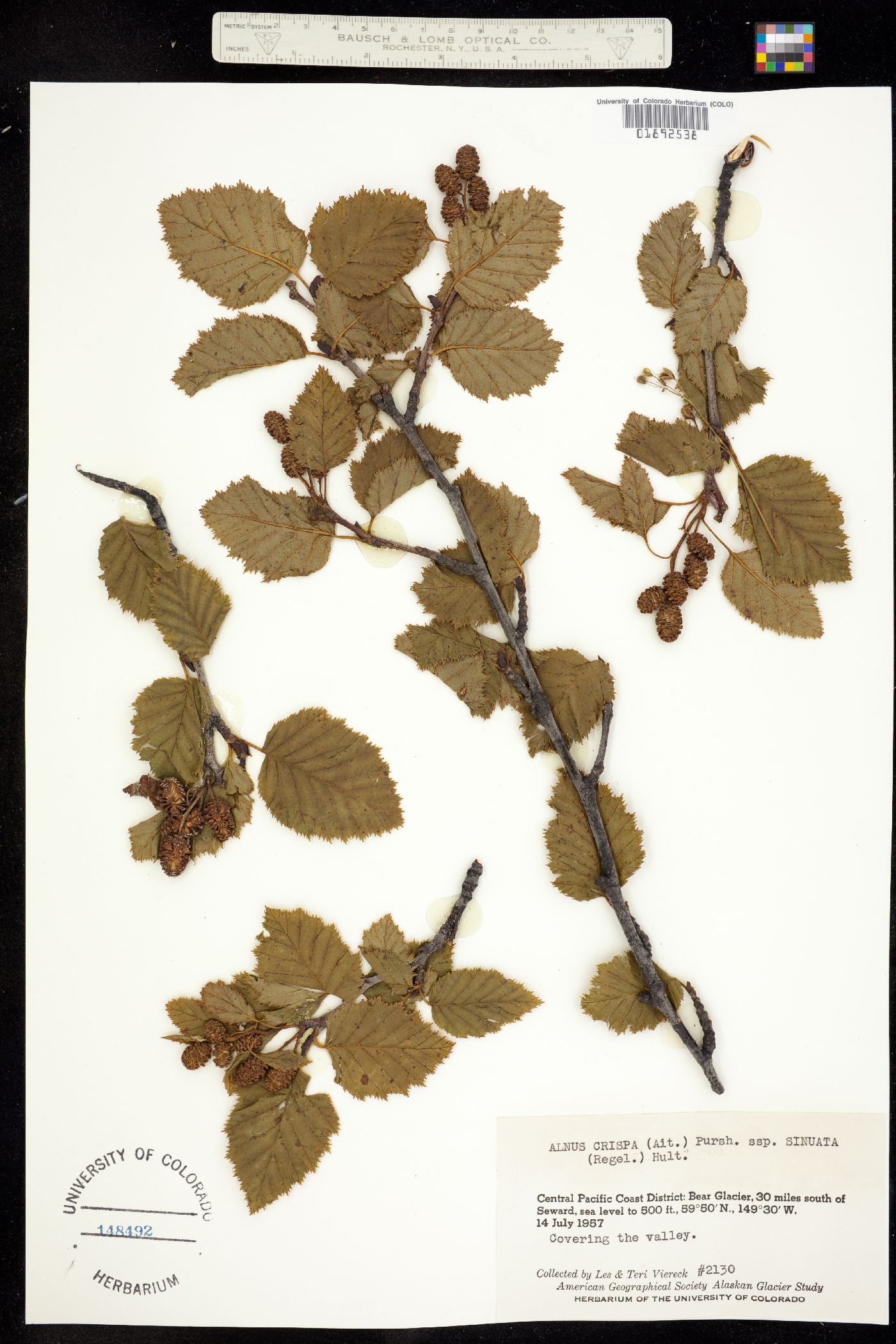 Alnus viridis ssp. crispa image