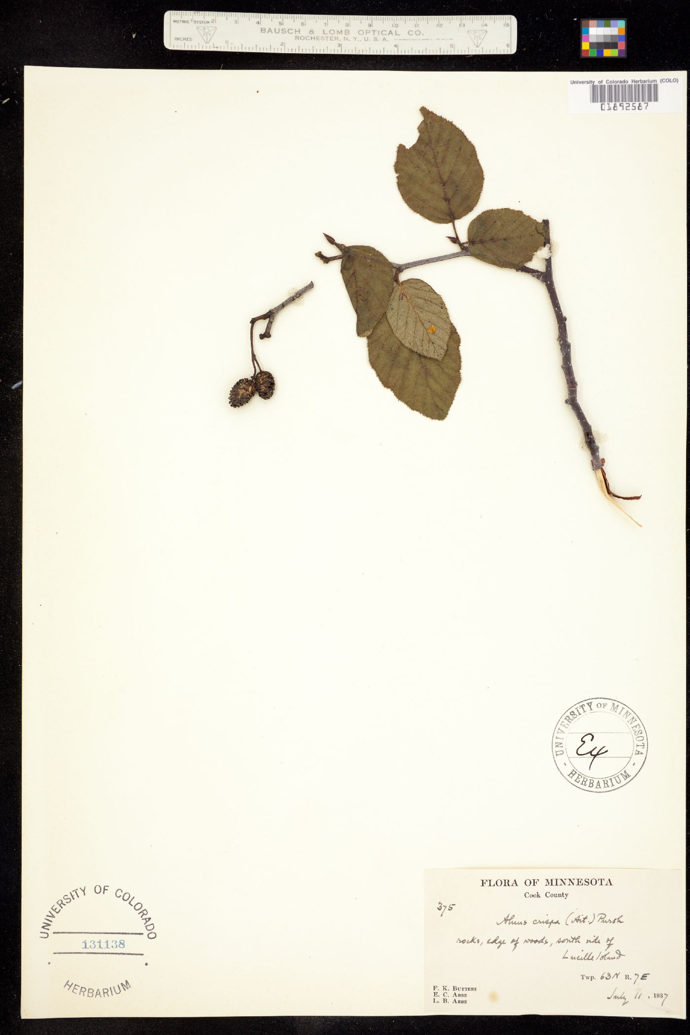 Alnus viridis ssp. crispa image