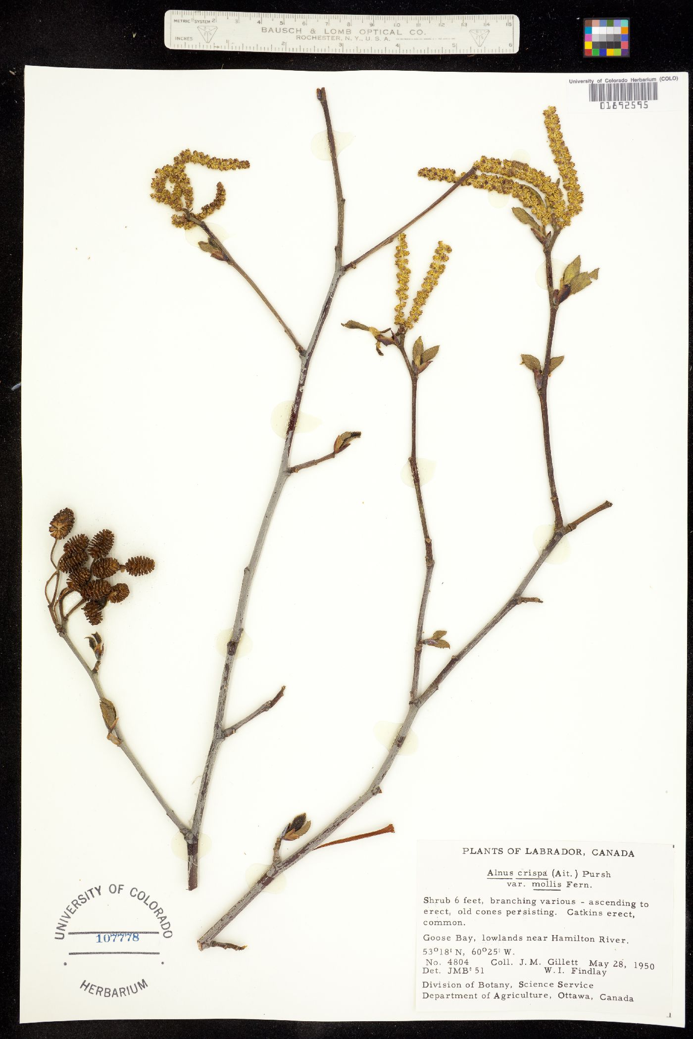 Alnus viridis ssp. crispa image