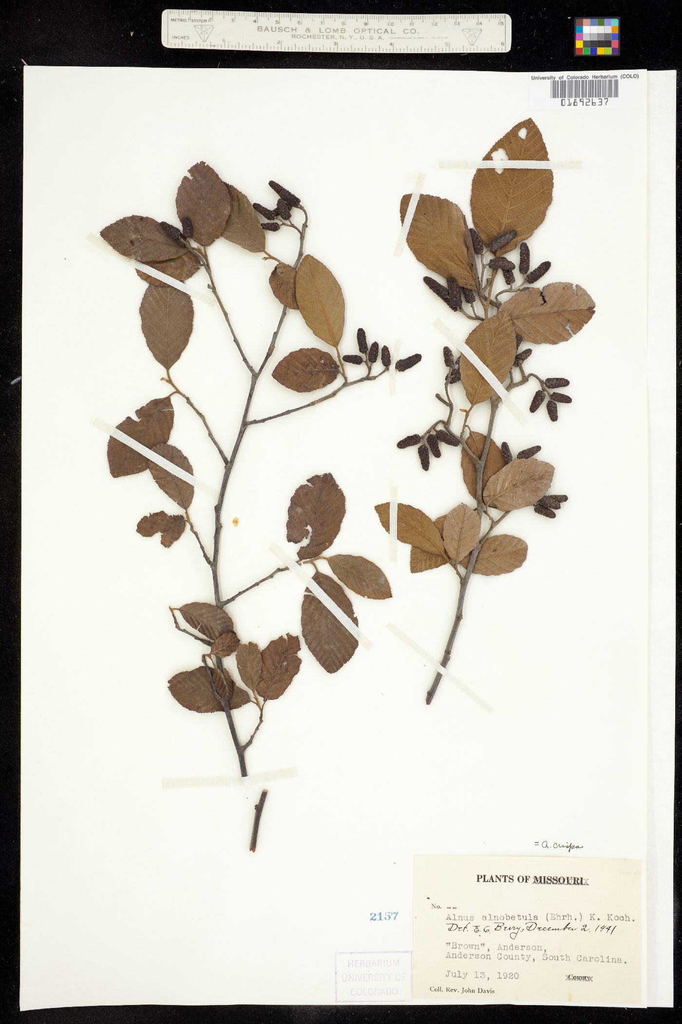 Alnus image