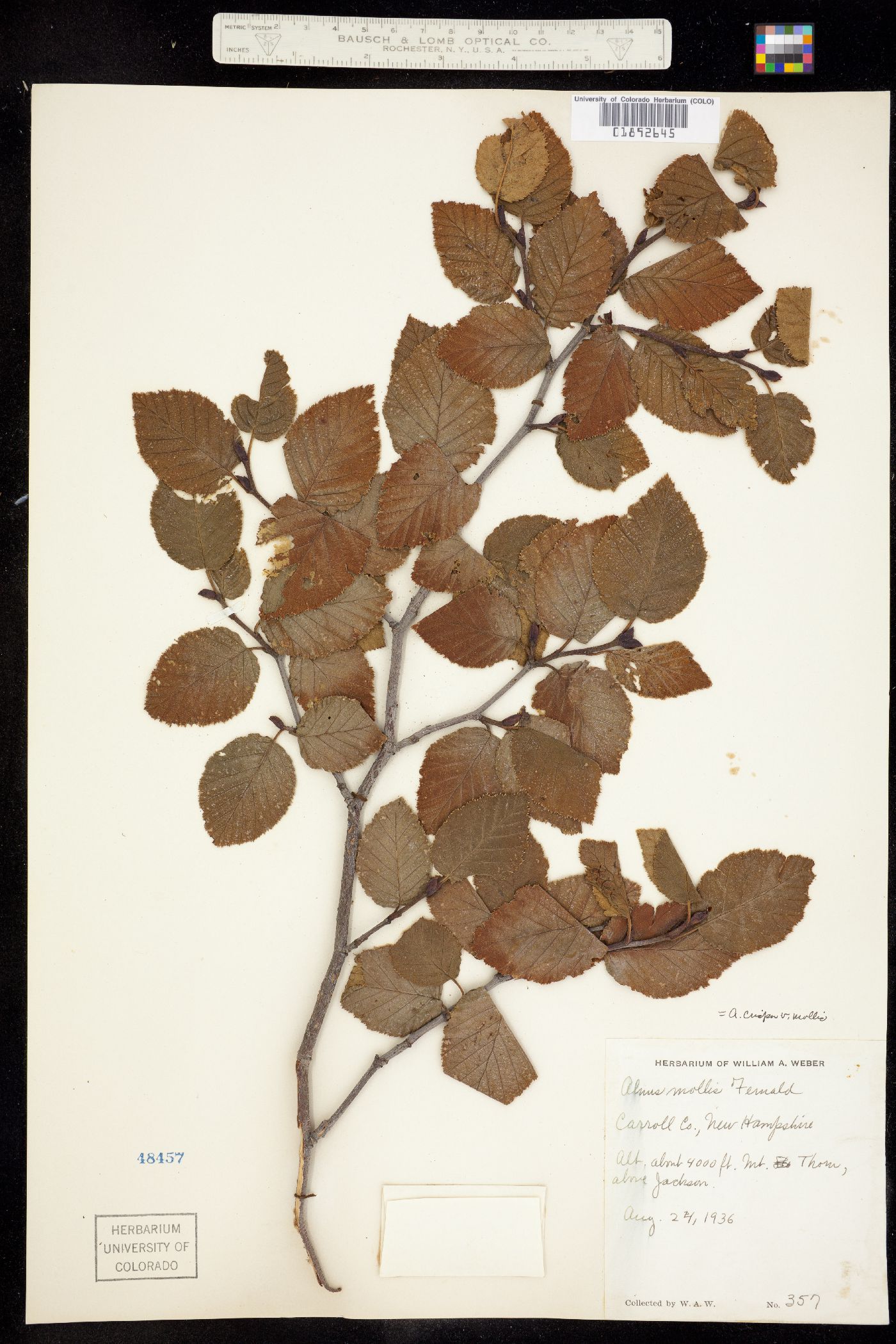 Alnus viridis image