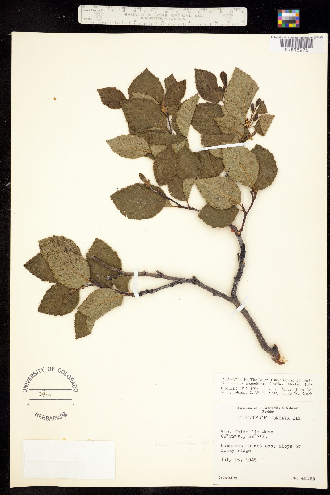 Alnus viridis image