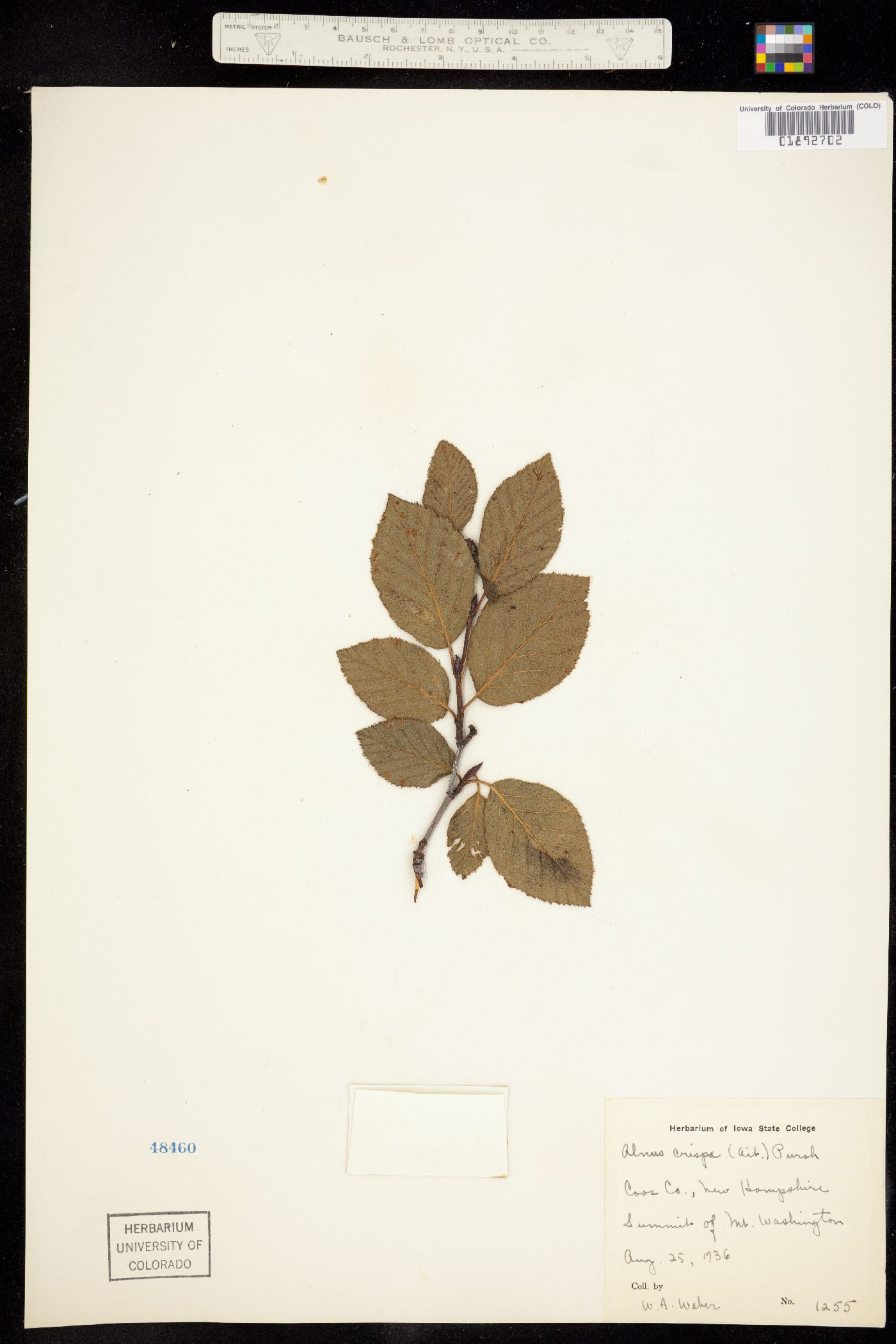 Alnus viridis ssp. crispa image