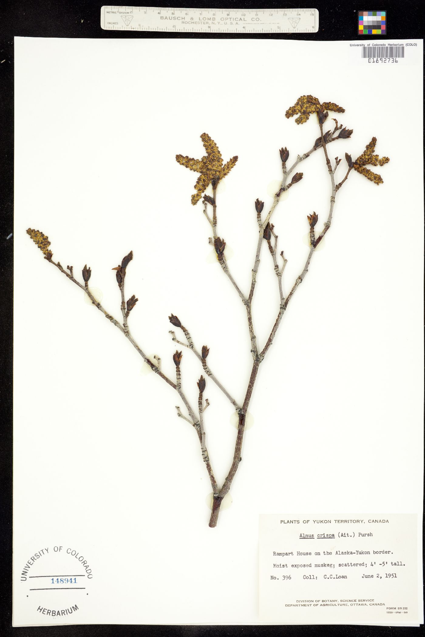 Alnus viridis ssp. crispa image