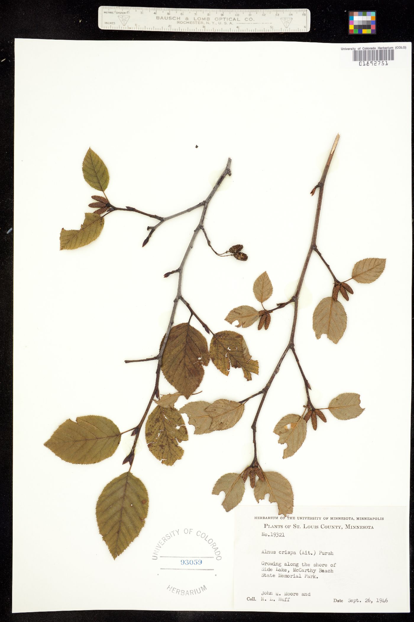 Alnus viridis ssp. crispa image