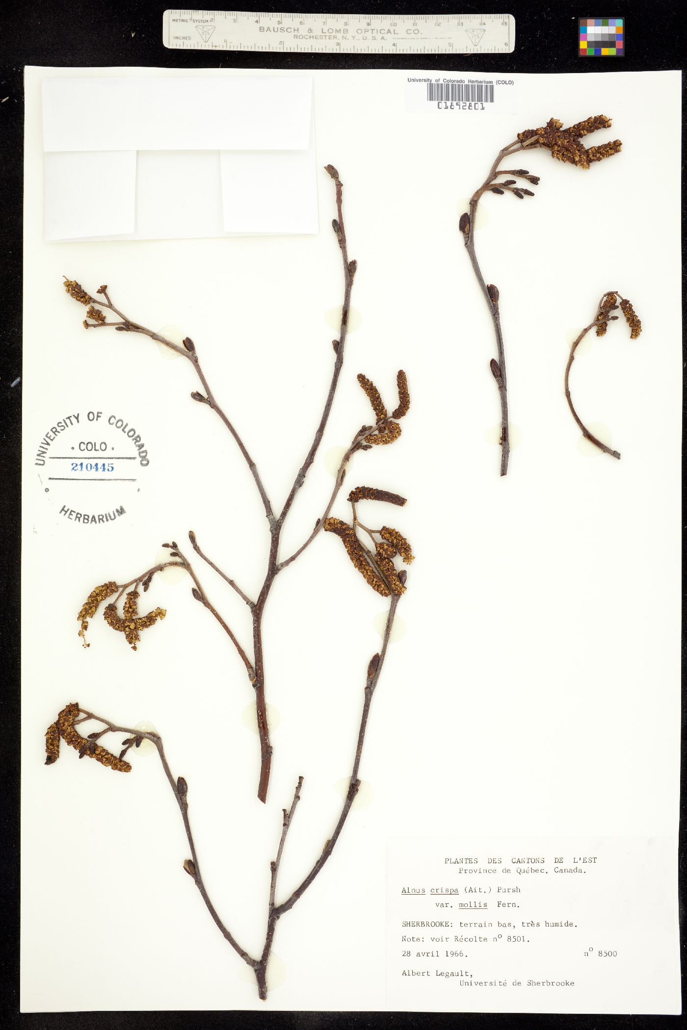 Alnus viridis ssp. crispa image